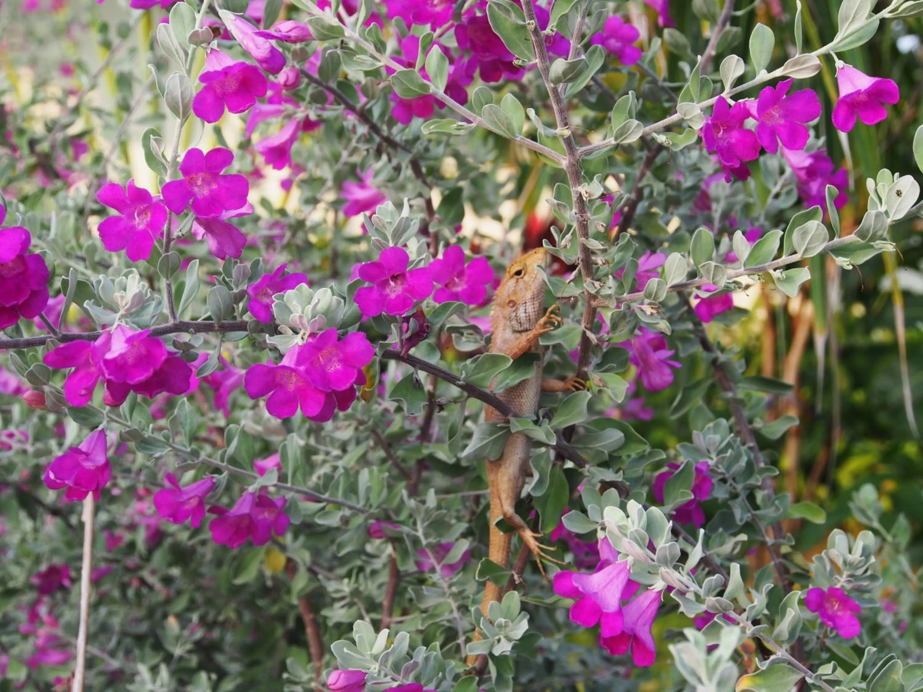 Garden in Hula Hula Seafront Phu Quoc