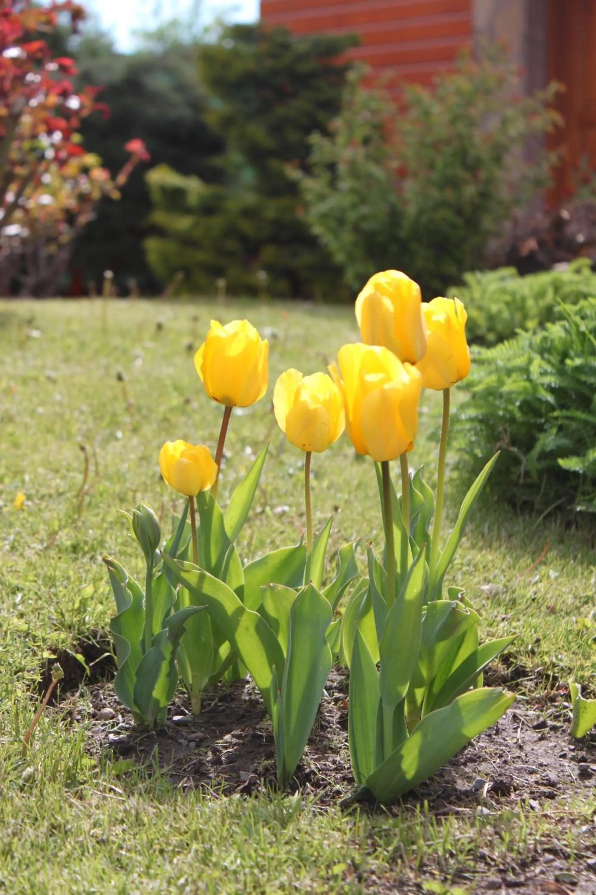 Garden in Linda Vista Apart Hotel