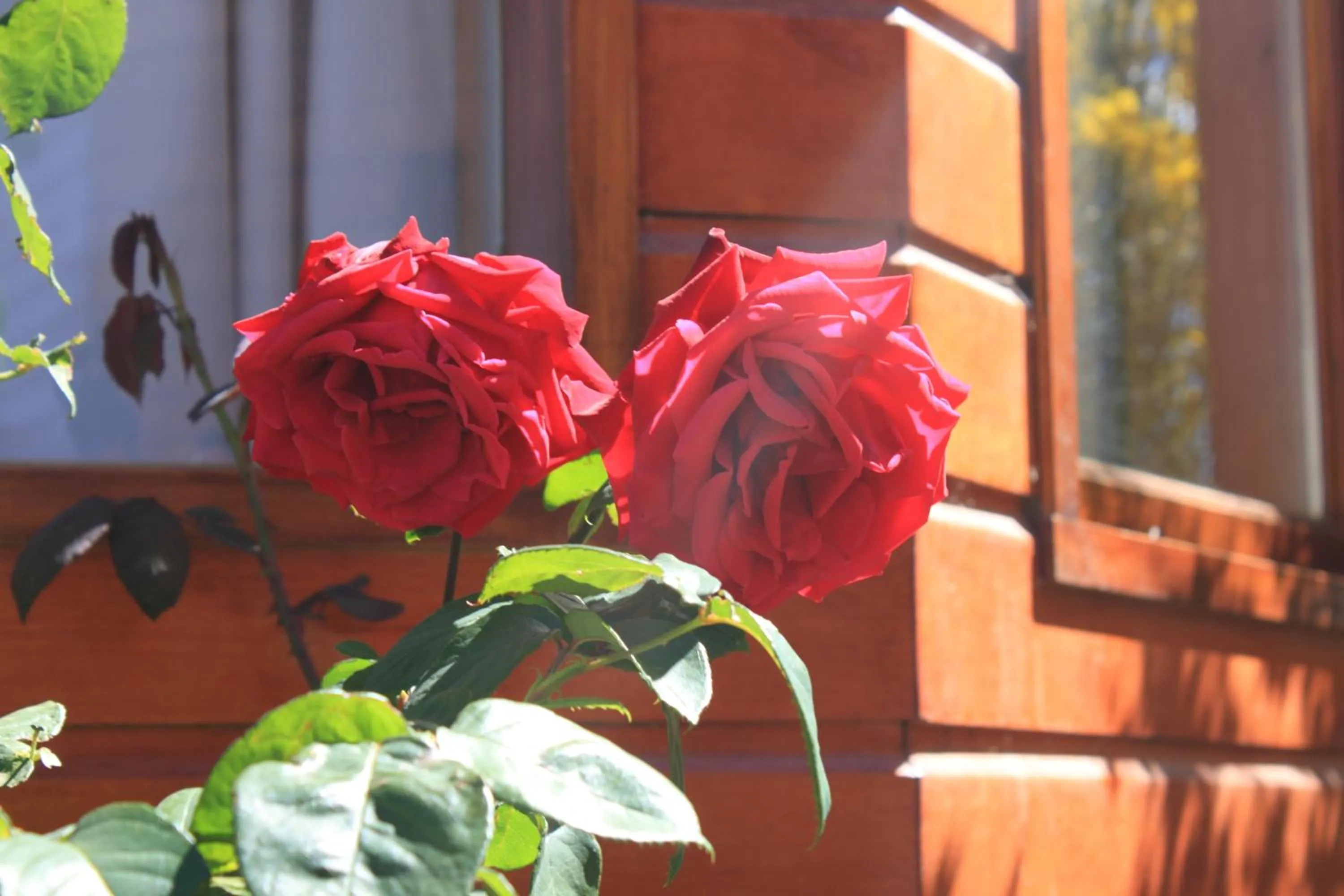 Garden in Linda Vista Apart Hotel