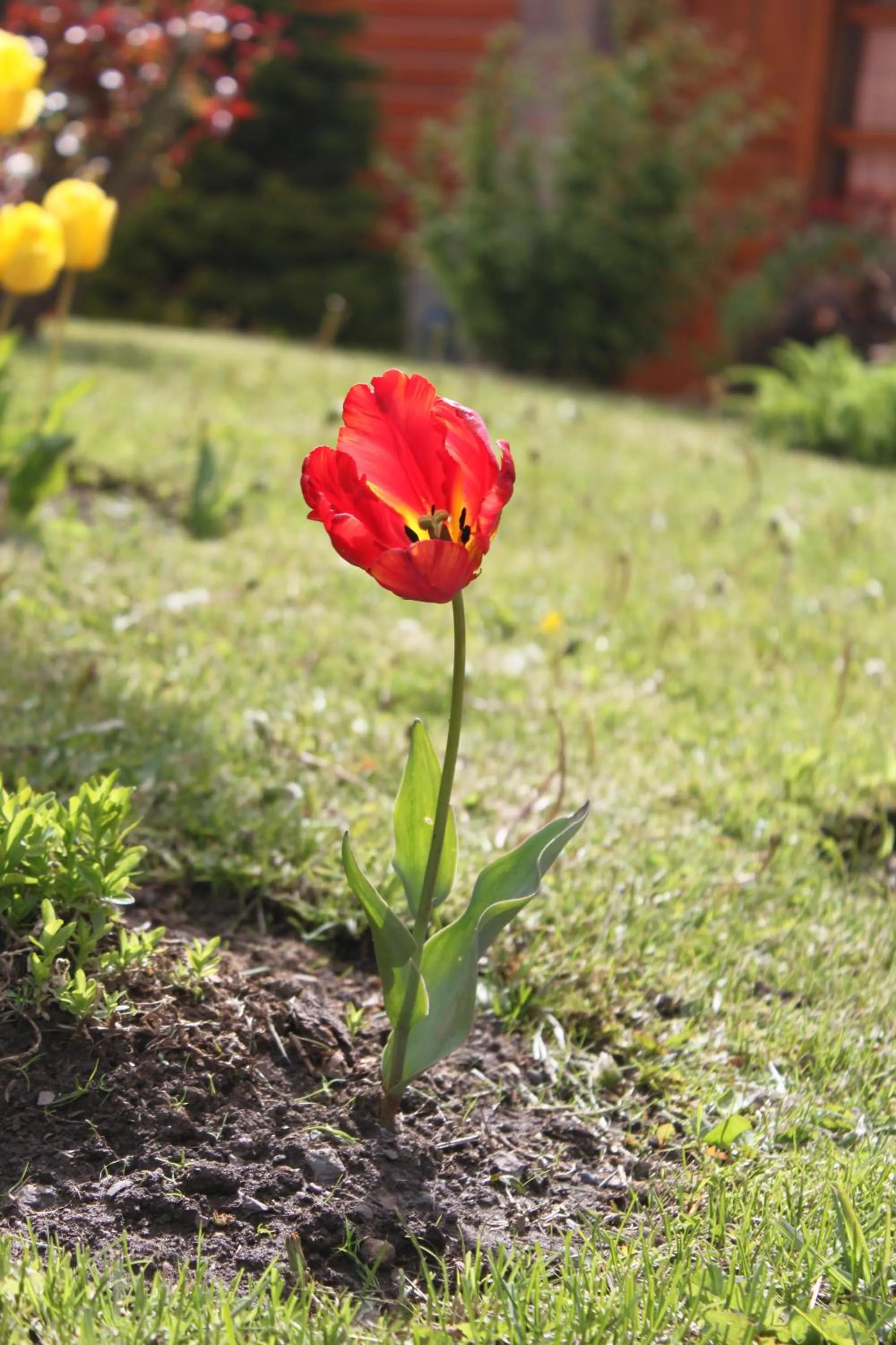 Garden in Linda Vista Apart Hotel