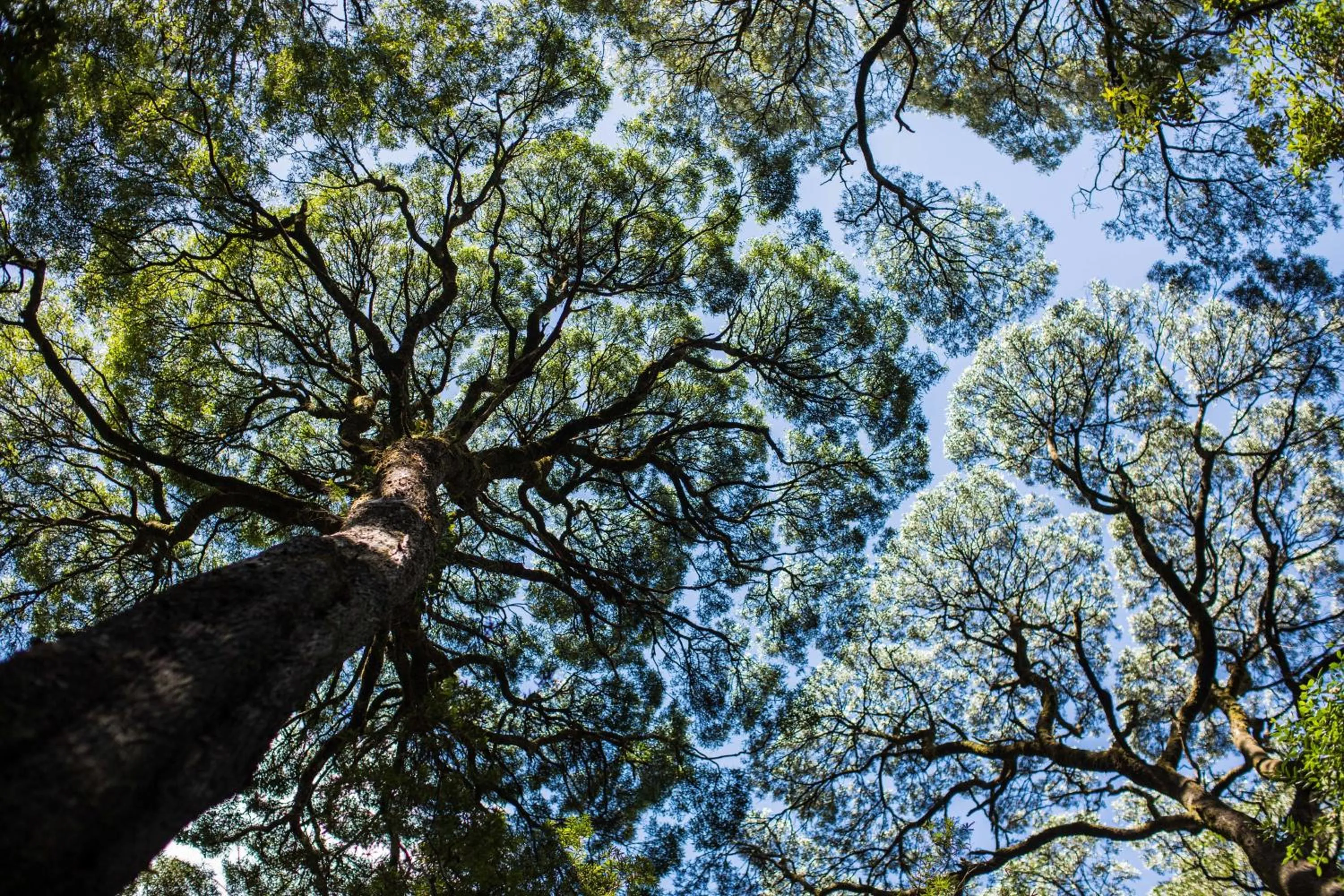 Other in Strahan Village