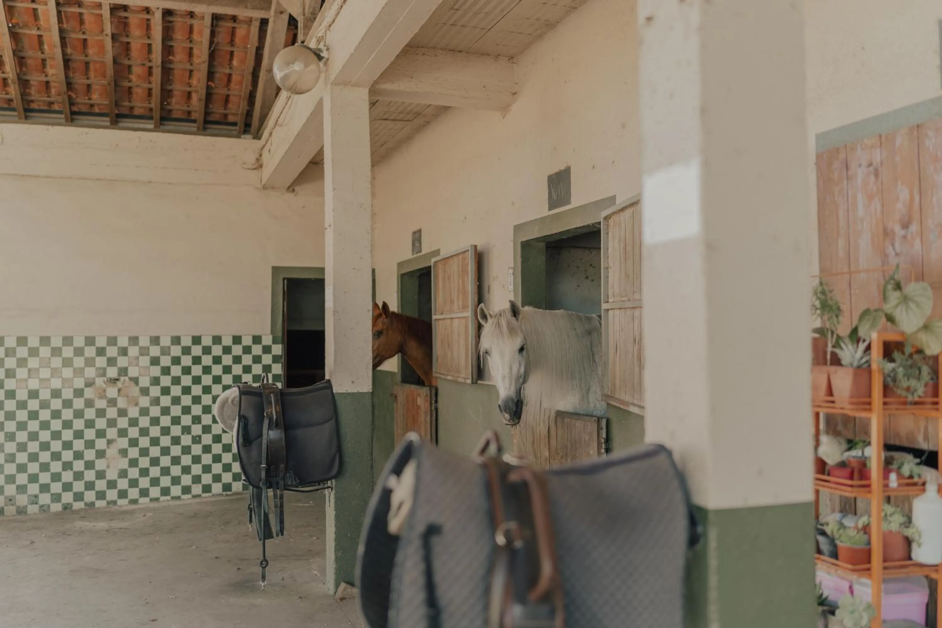 Animals in Quinta do Pinheiro Hotel E Eventos by Grupo Quinta dos Lagos