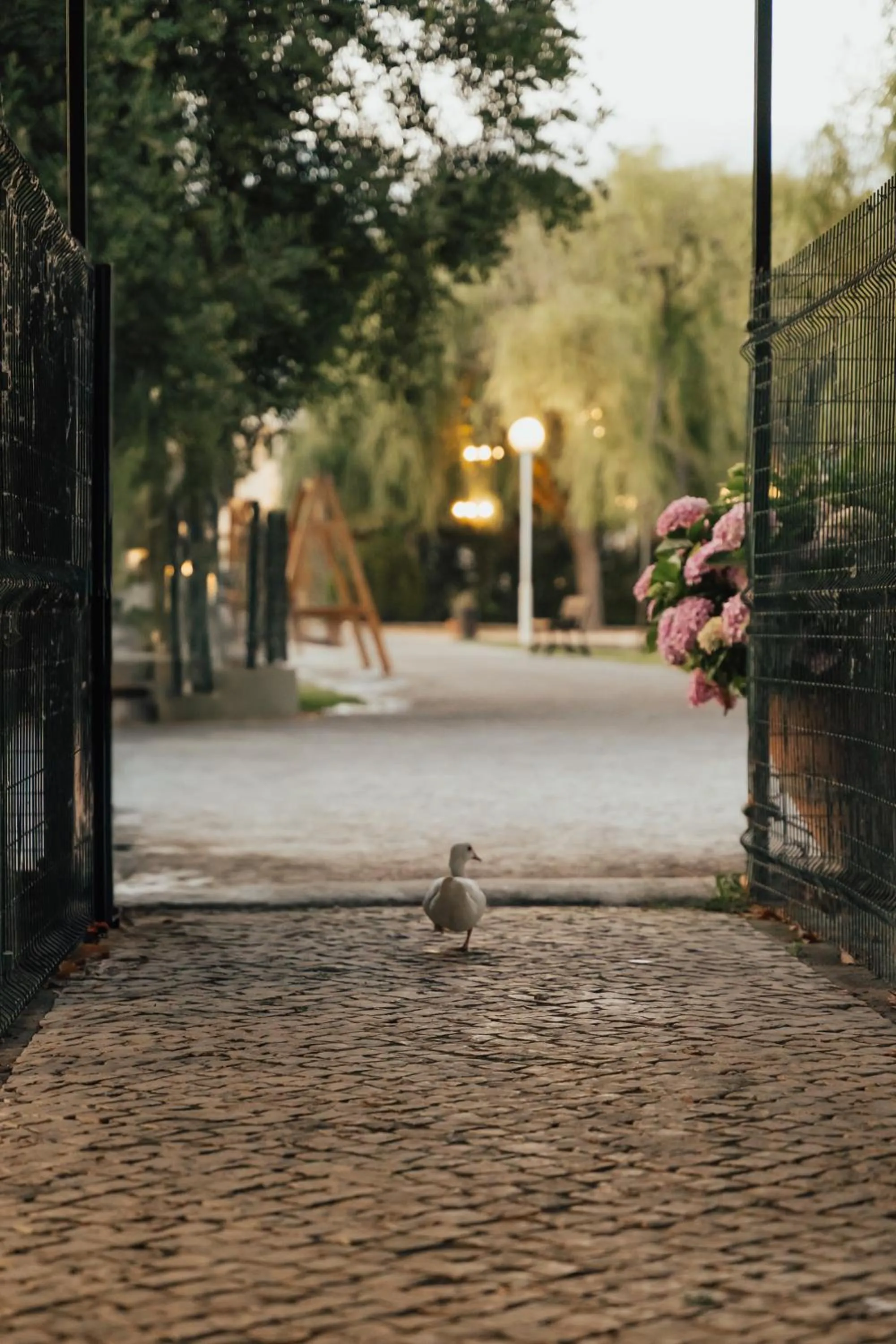Garden in Quinta do Pinheiro Hotel E Eventos by Grupo Quinta dos Lagos