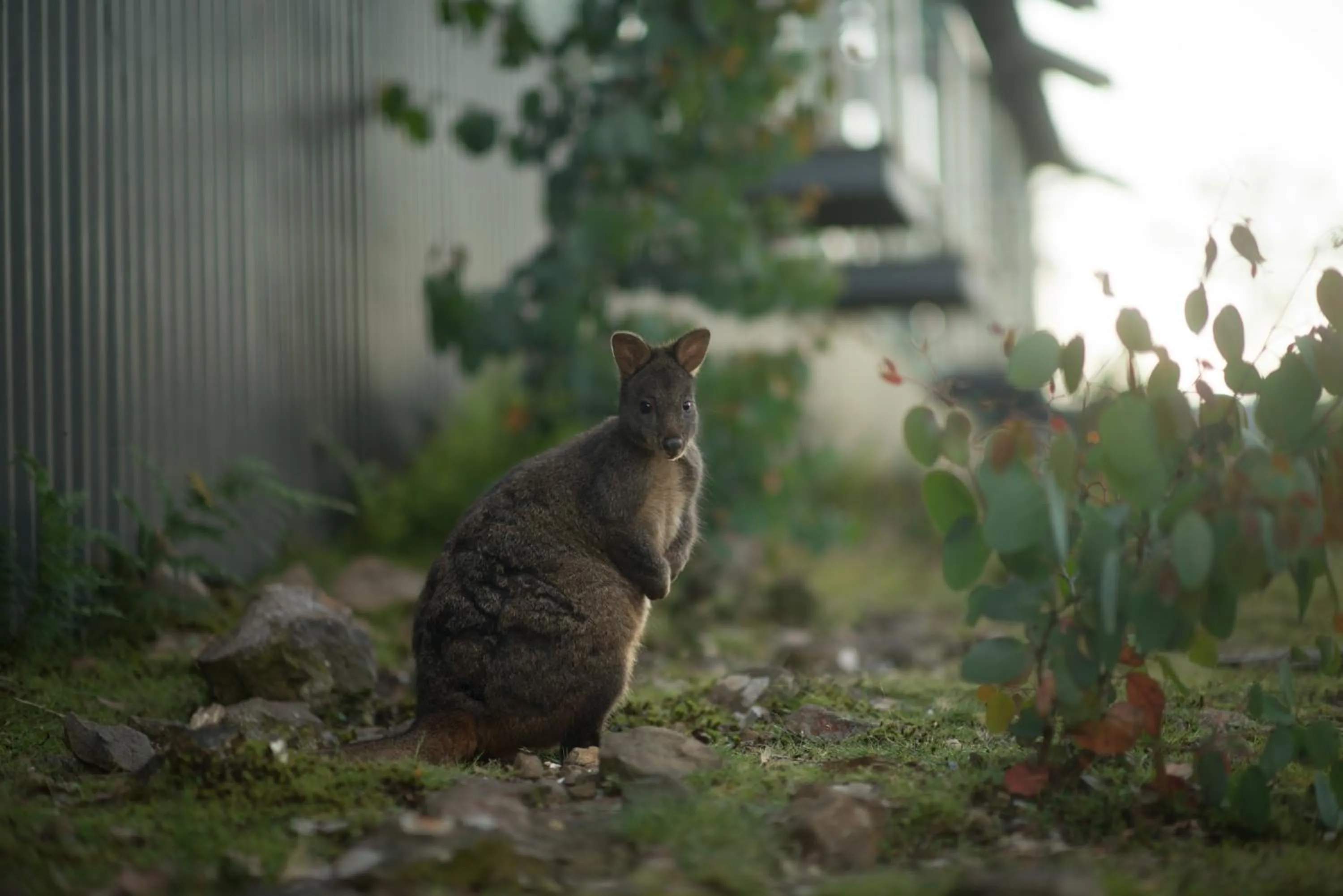 Animals in Cradle Mountain Hotel