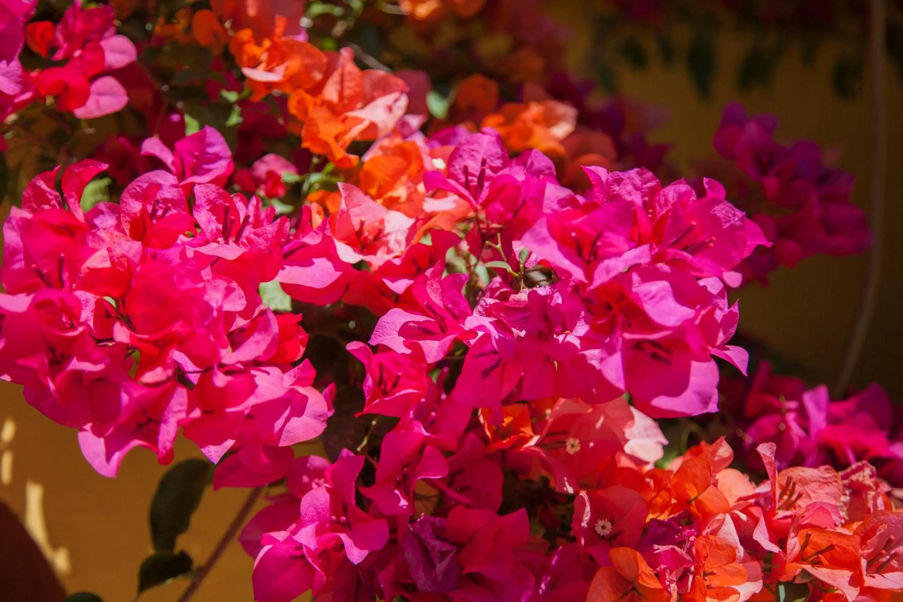 Decorative detail in Hotel Adobe y Teja