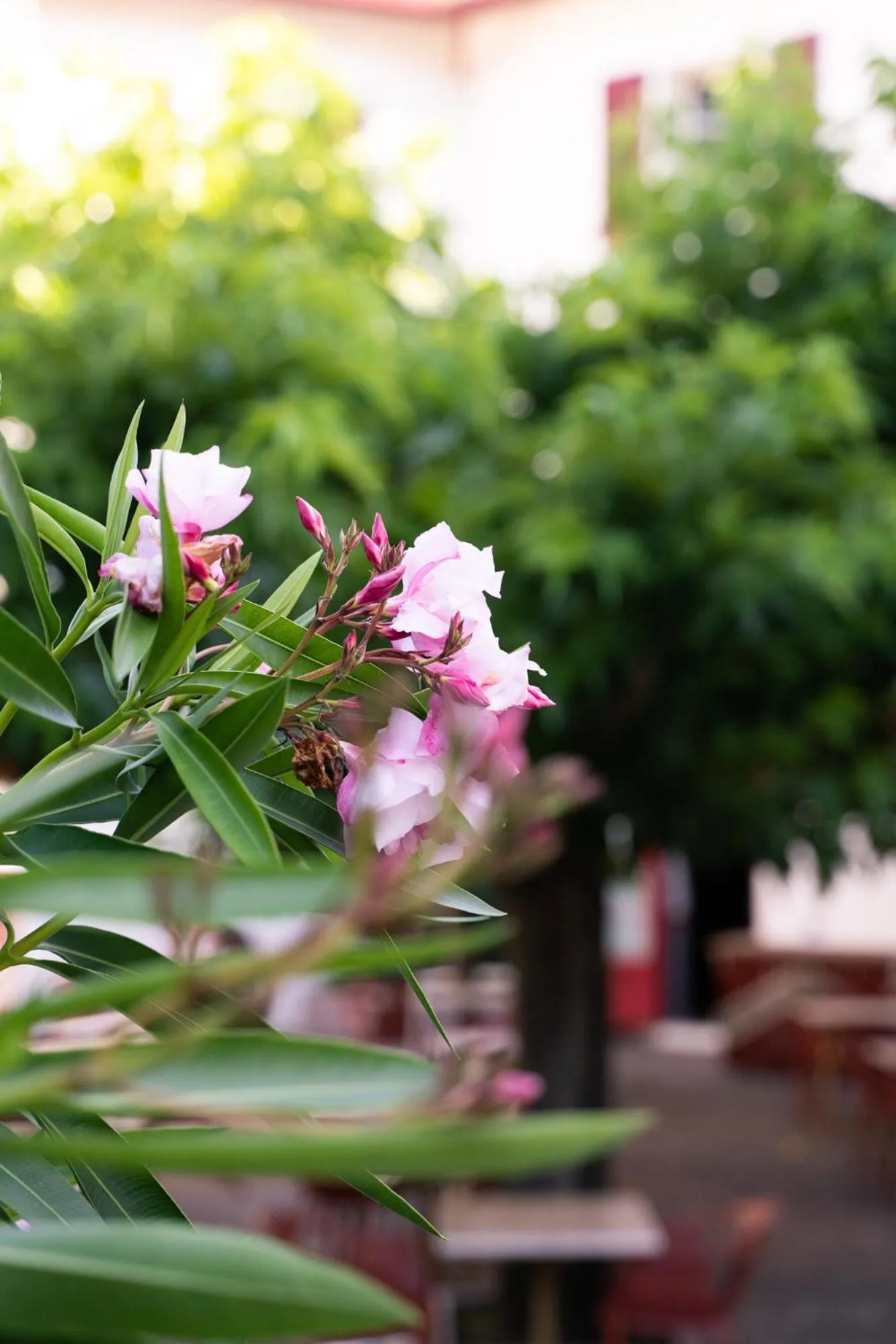 Garden in Hôtel Juantorena