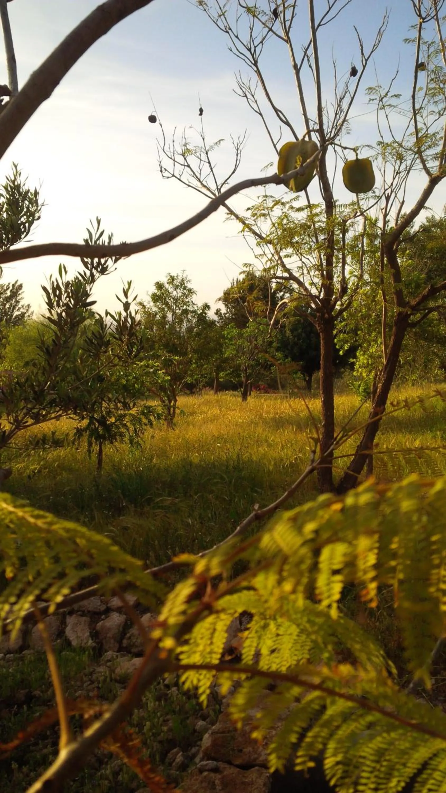 Garden in Villa du Souss