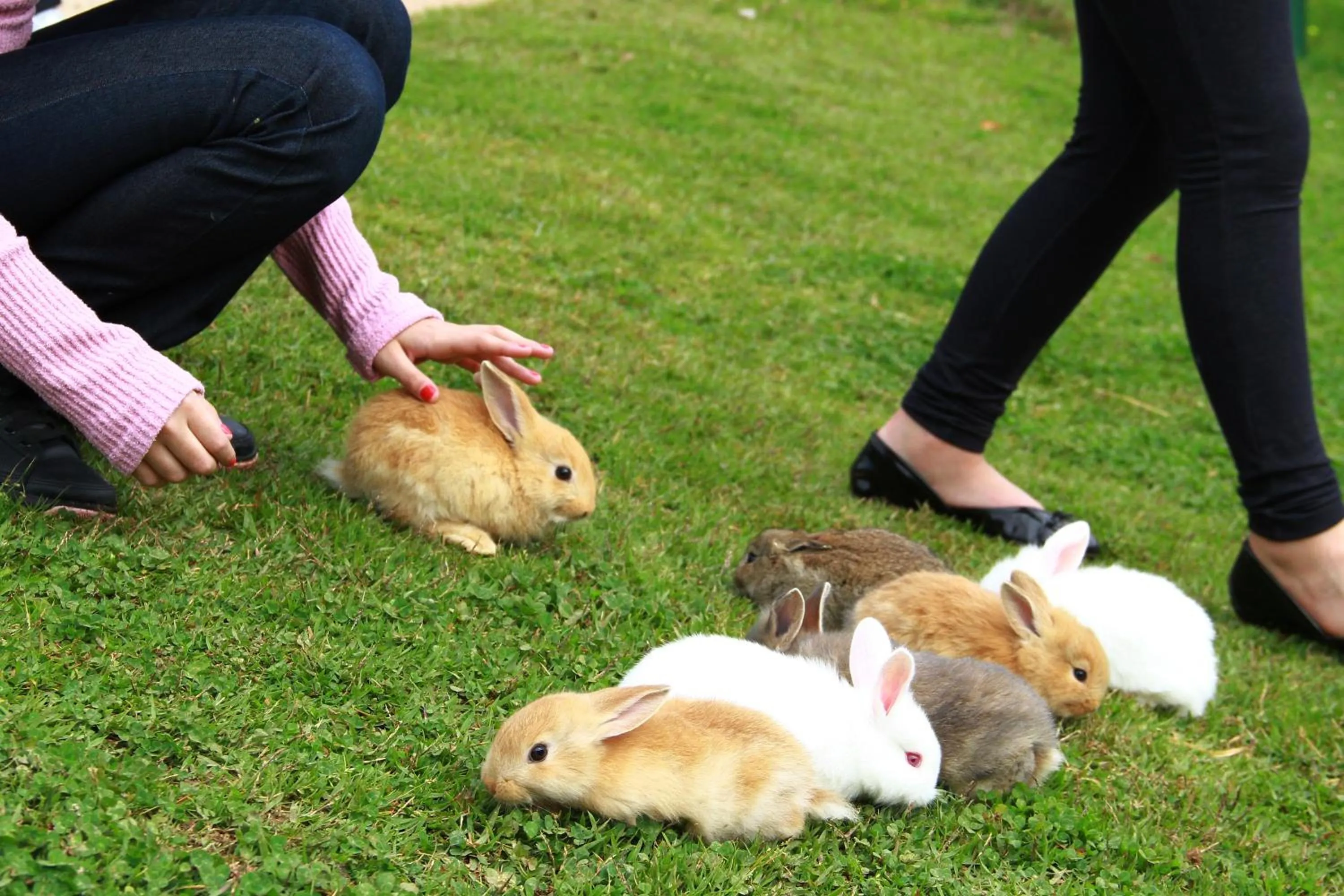 Pets in Hotel Vila Inglesa