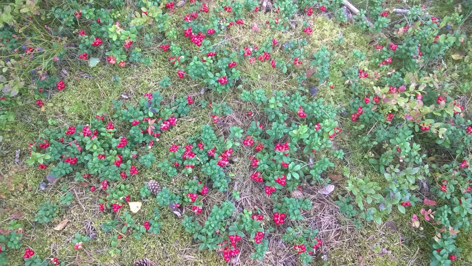 Activities in Kujanpää | Paajoen Vuokramökit