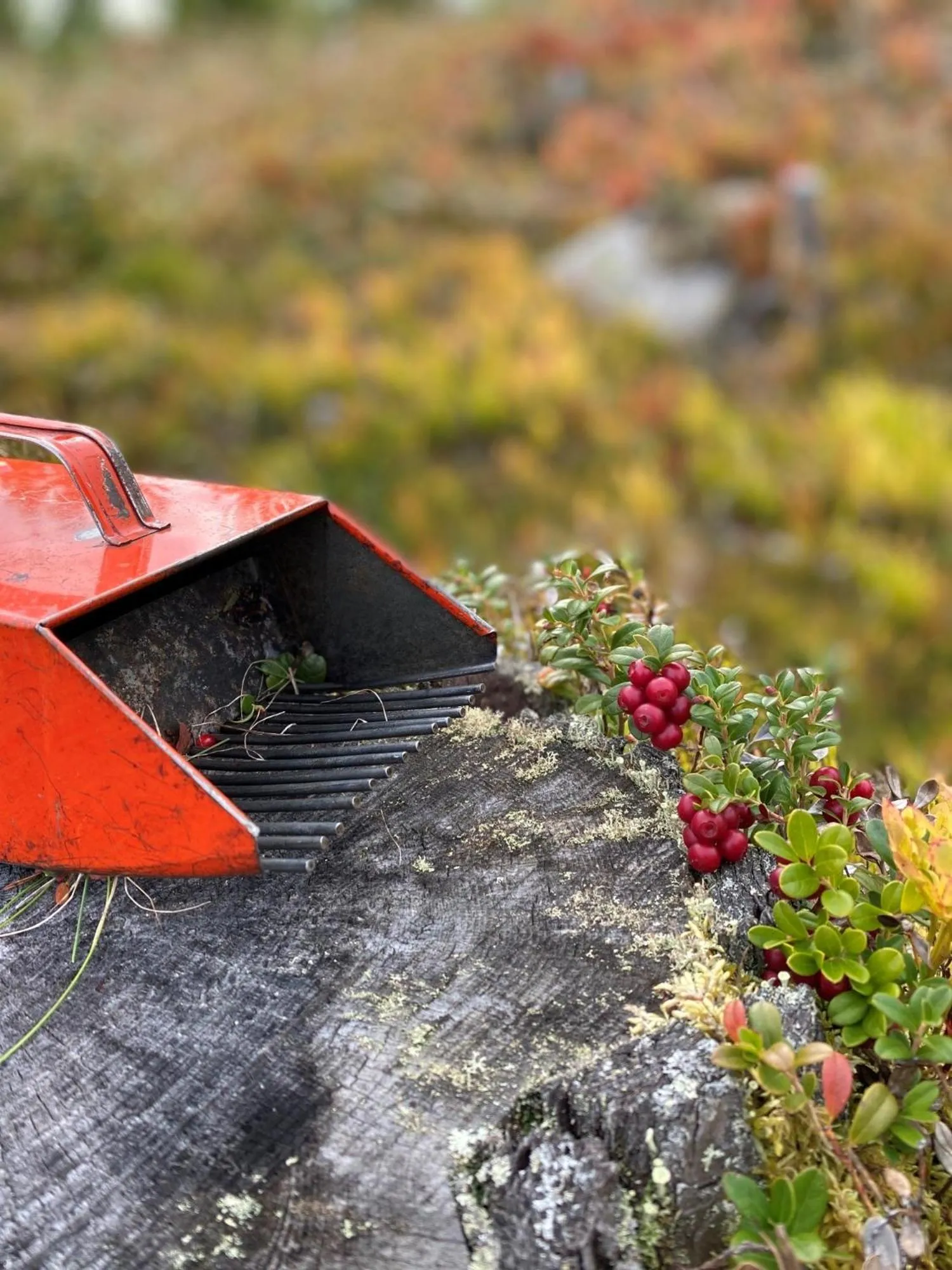 Other in Hotell Klövsjöfjäll