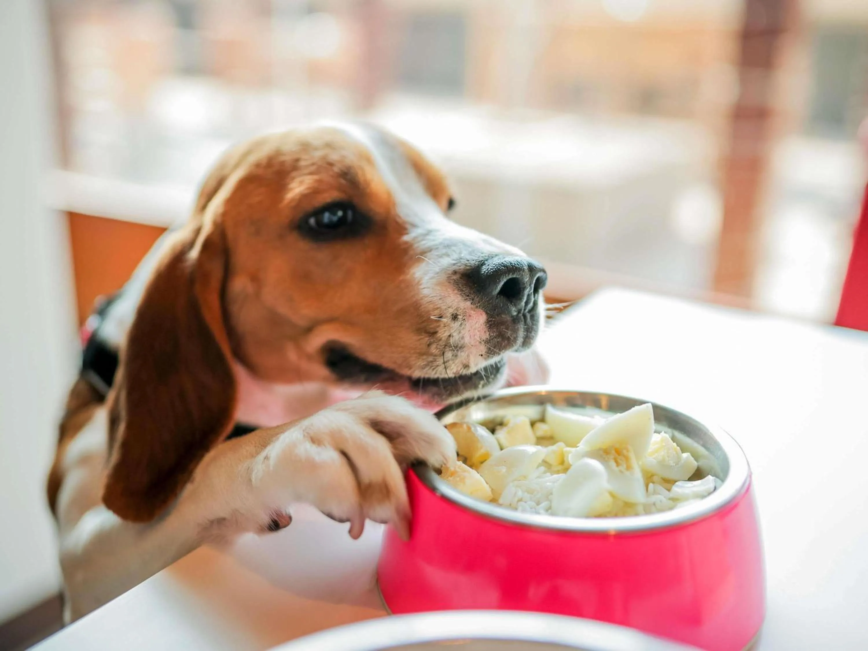 Other in Ibis Madrid Aeropuerto Barajas