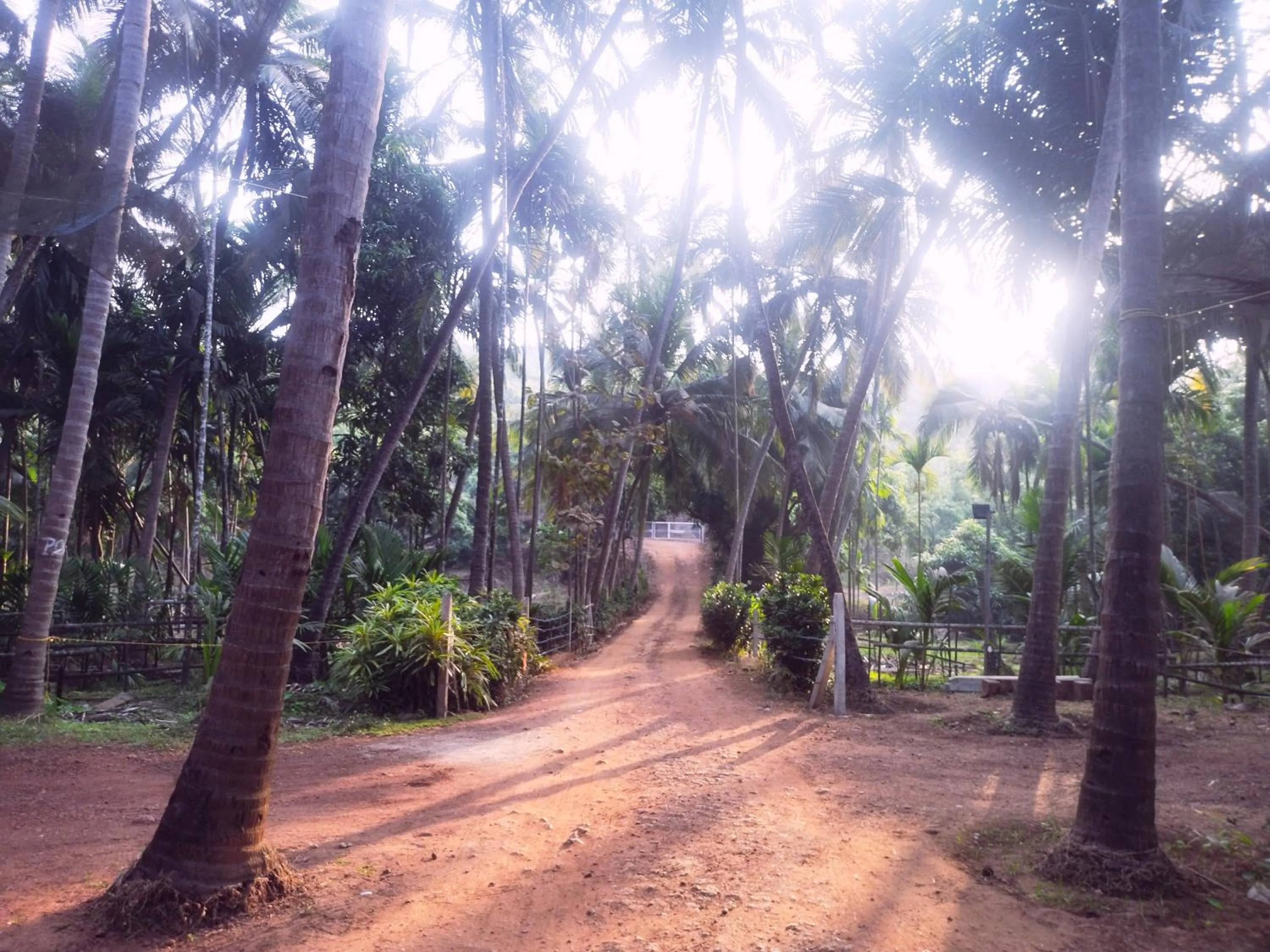 Garden in Samant Beach Resort