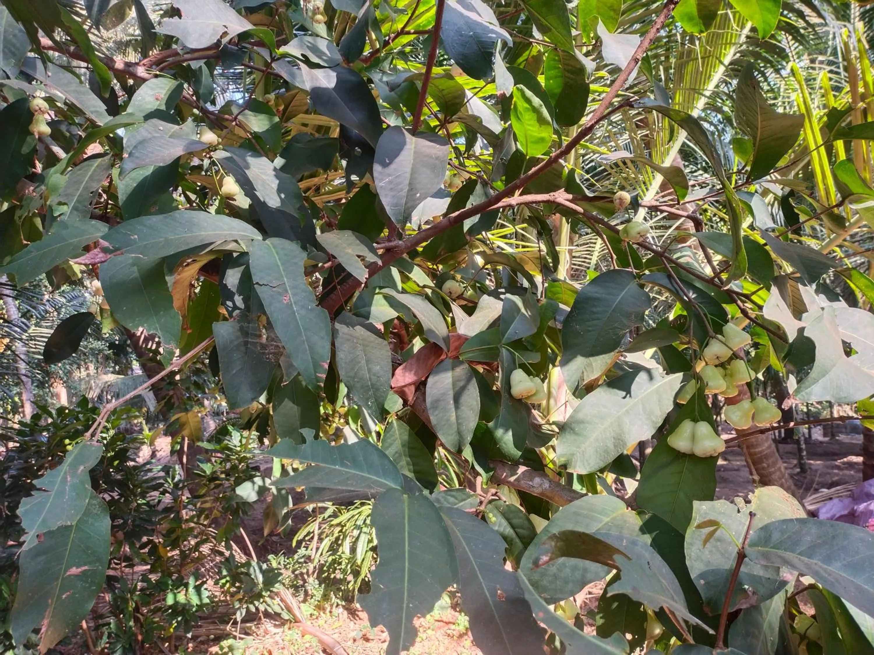 Garden in Samant Beach Resort