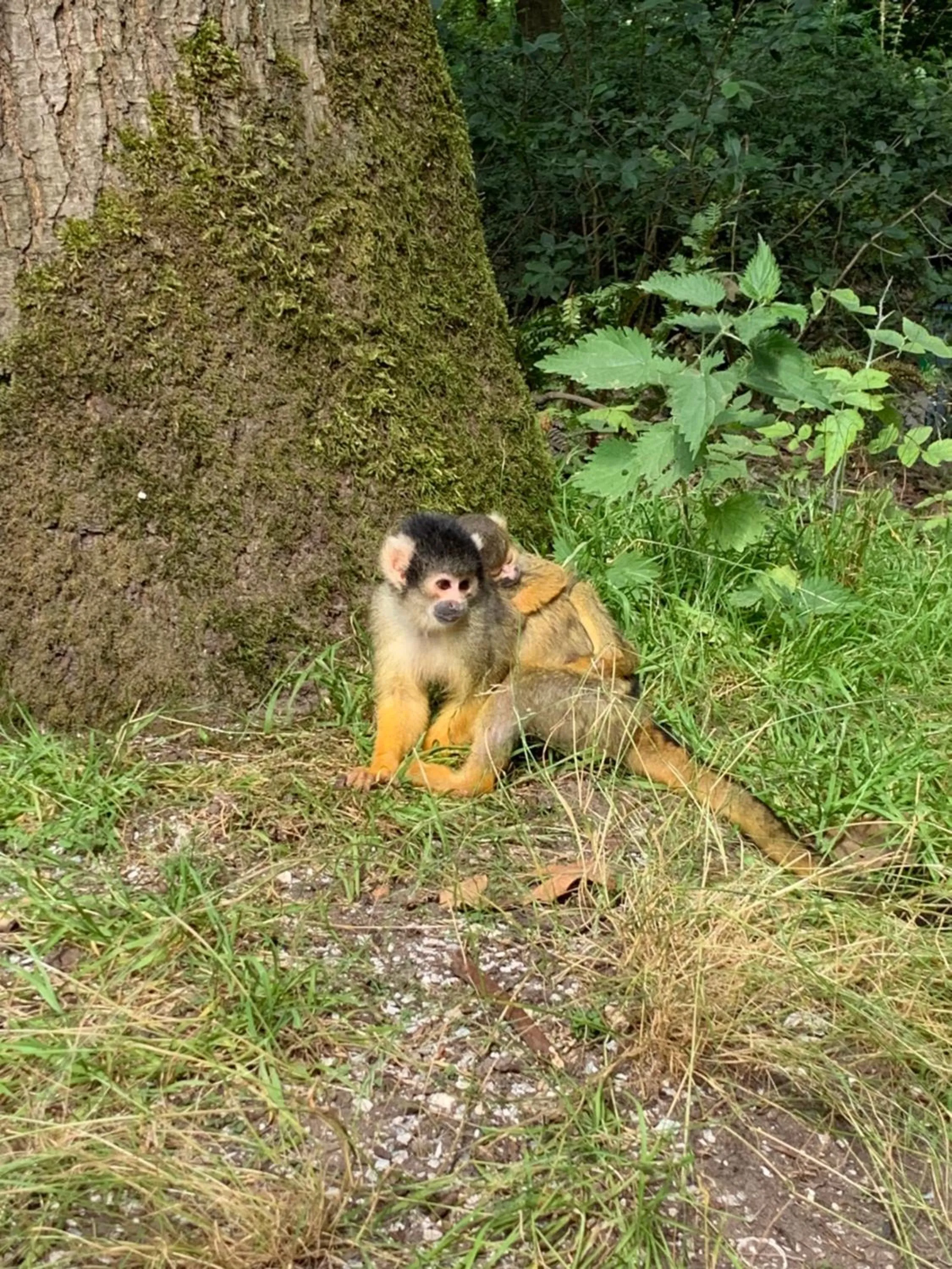 Natural landscape in In de aap gelogeerd