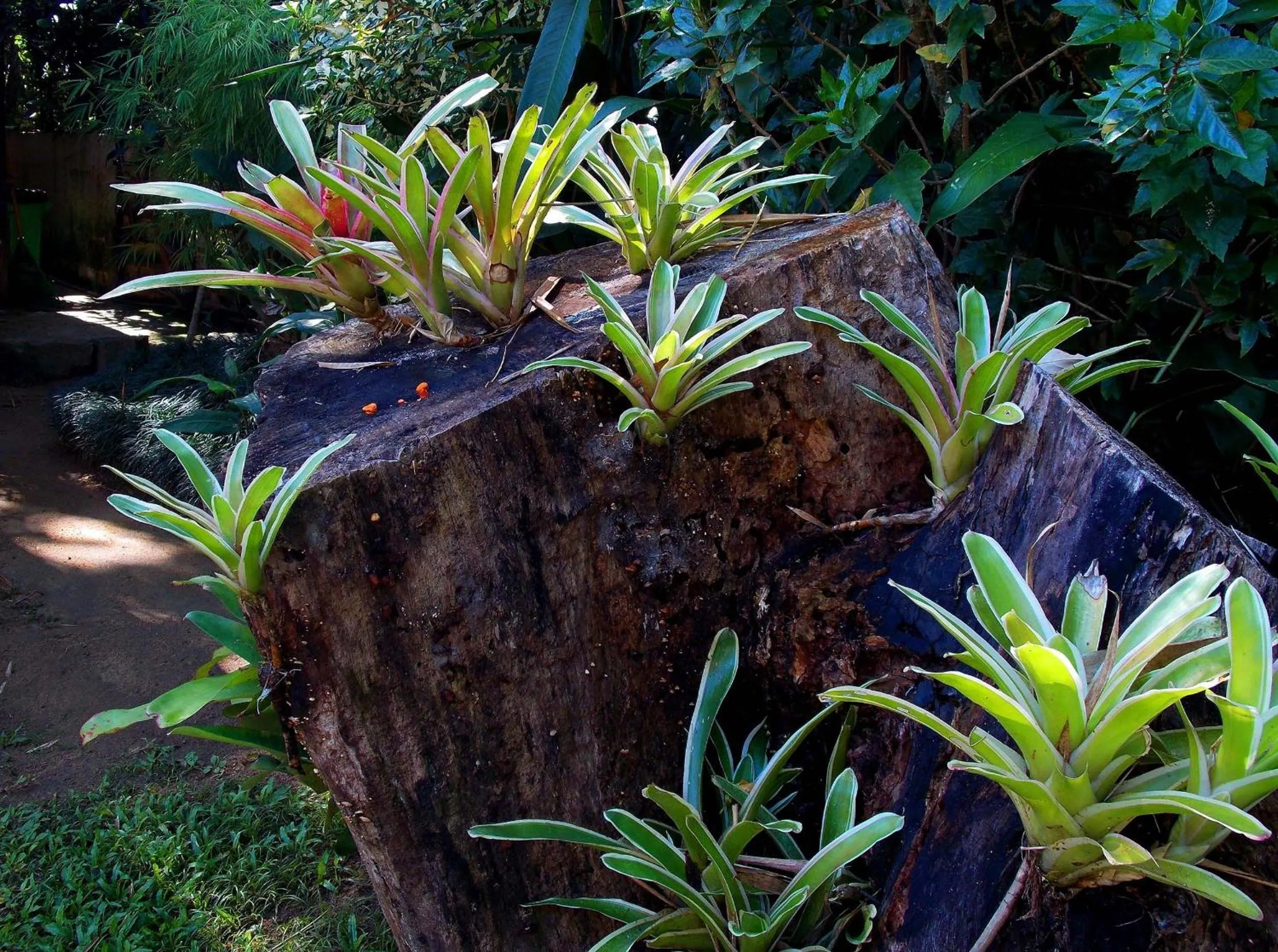 Decorative detail in Pousada Caúca