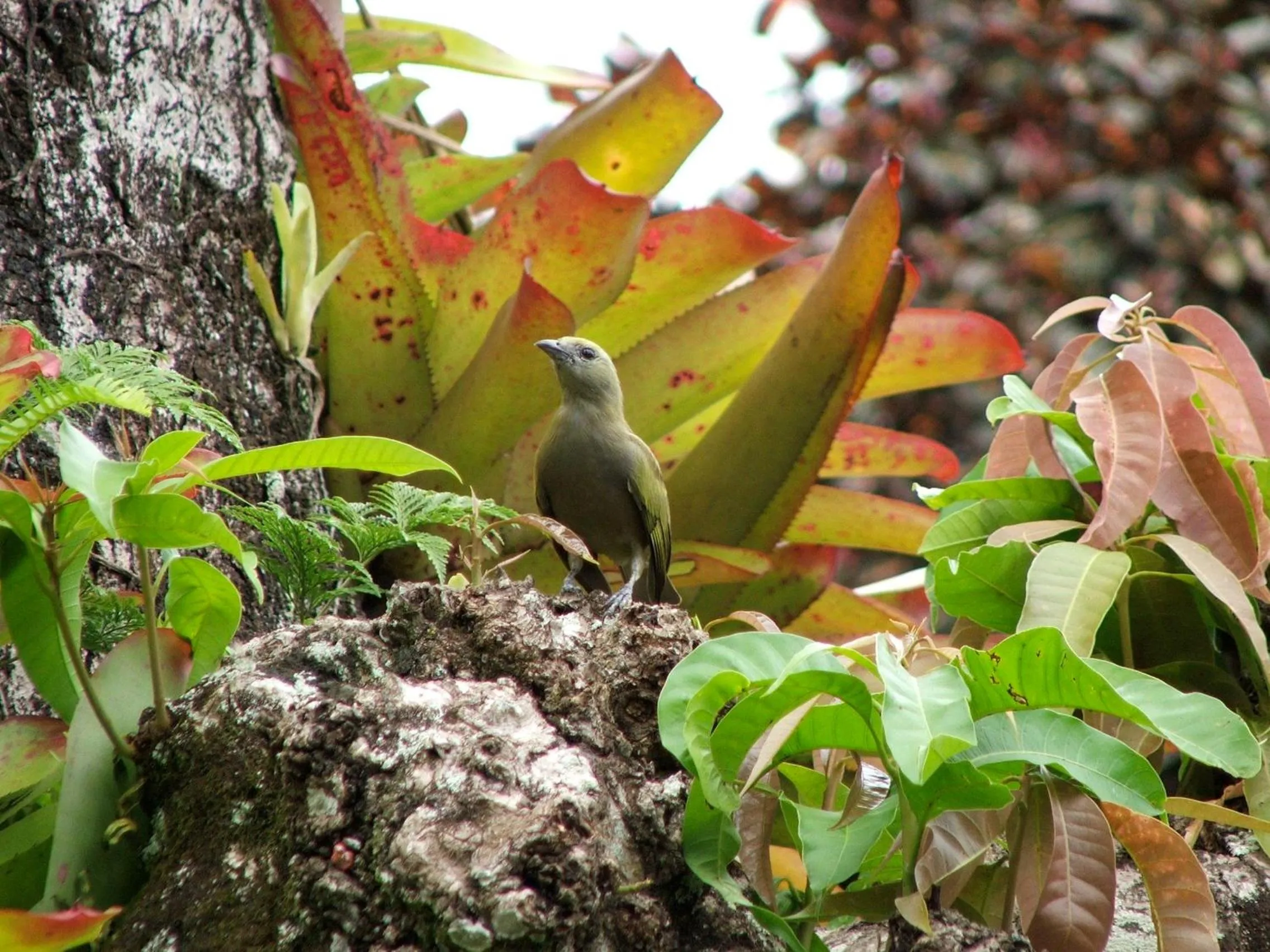 Decorative detail in Pousada Caúca