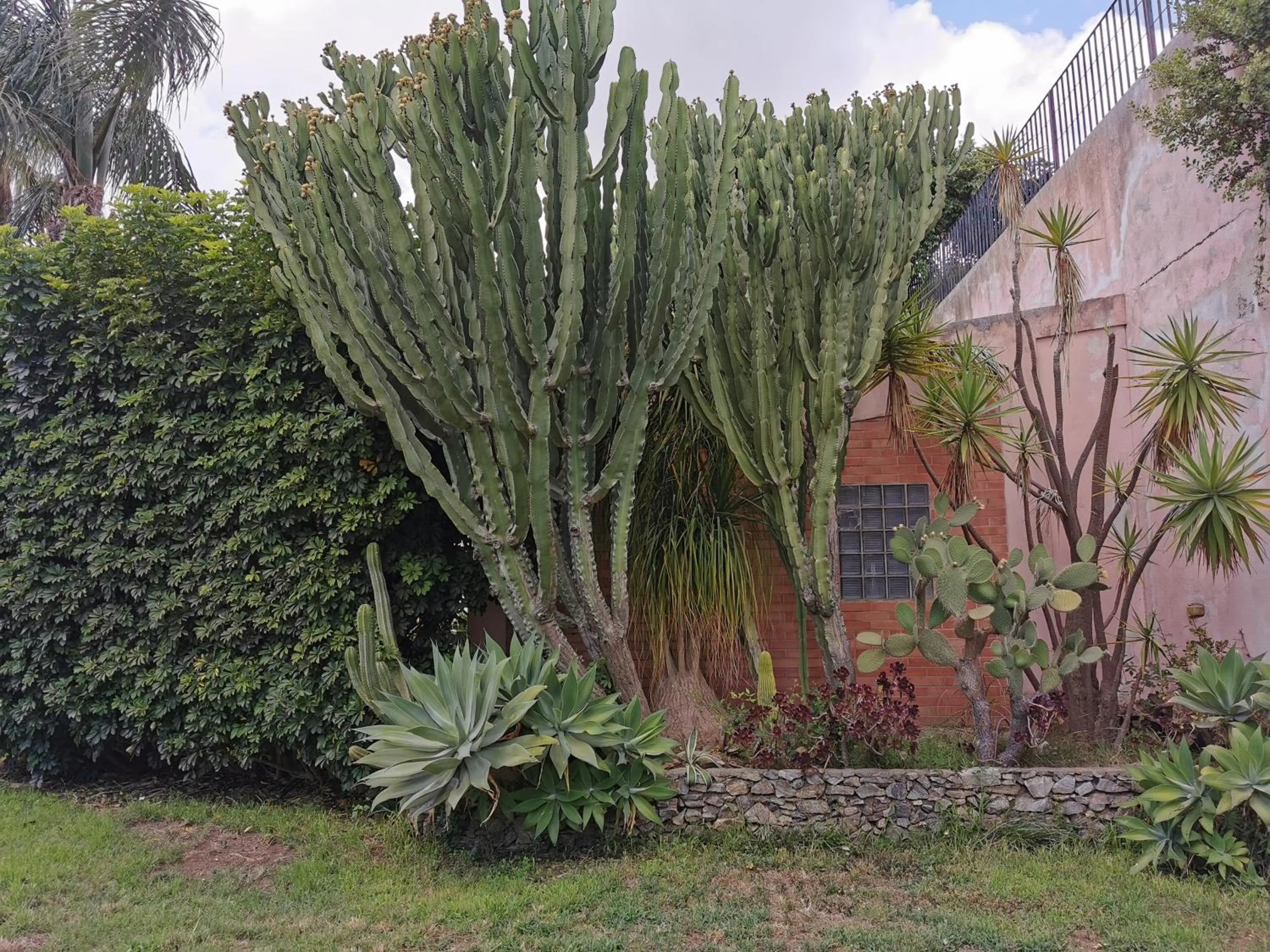 Garden in Villa Grande
