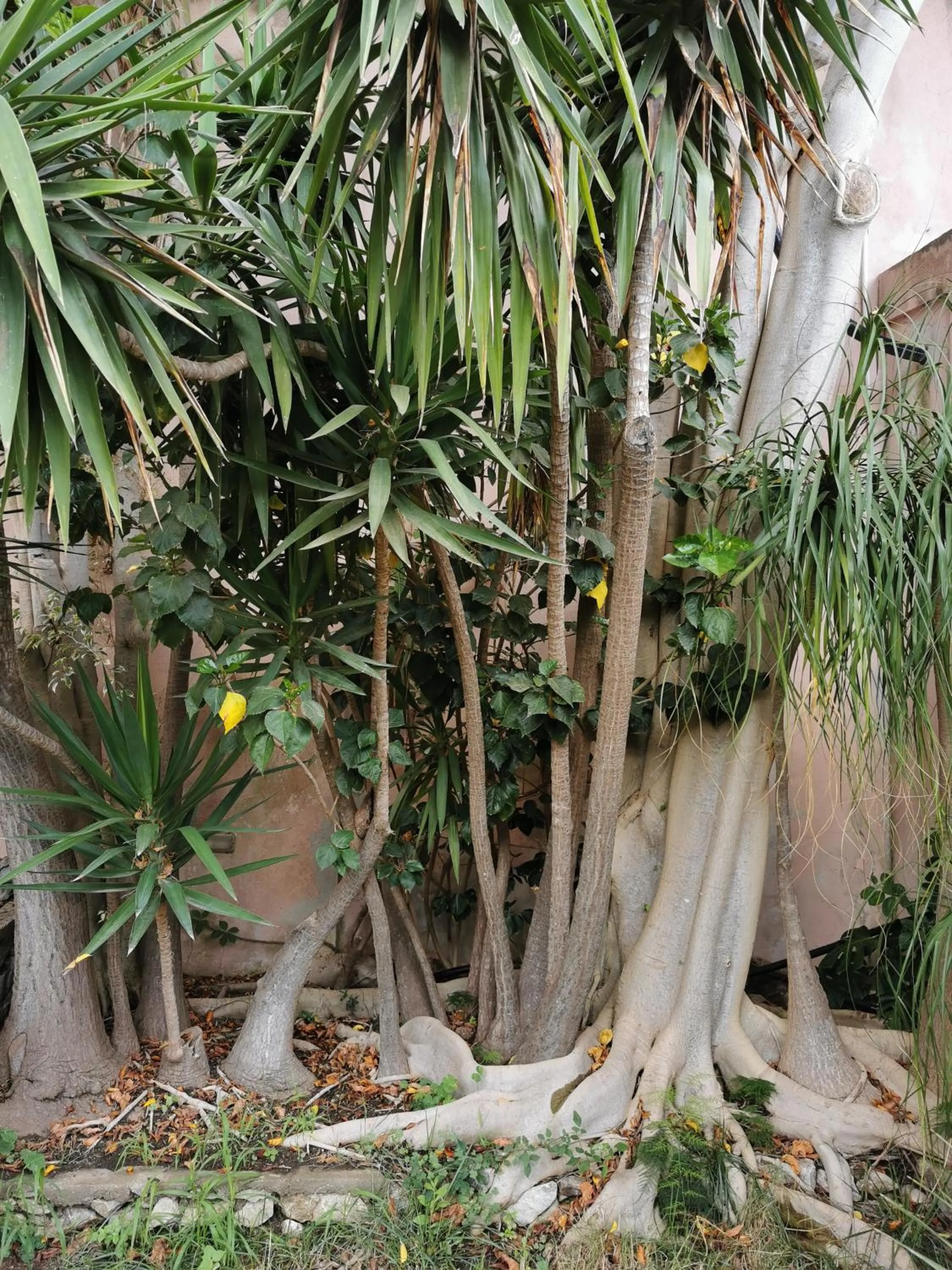 Garden in Villa Grande