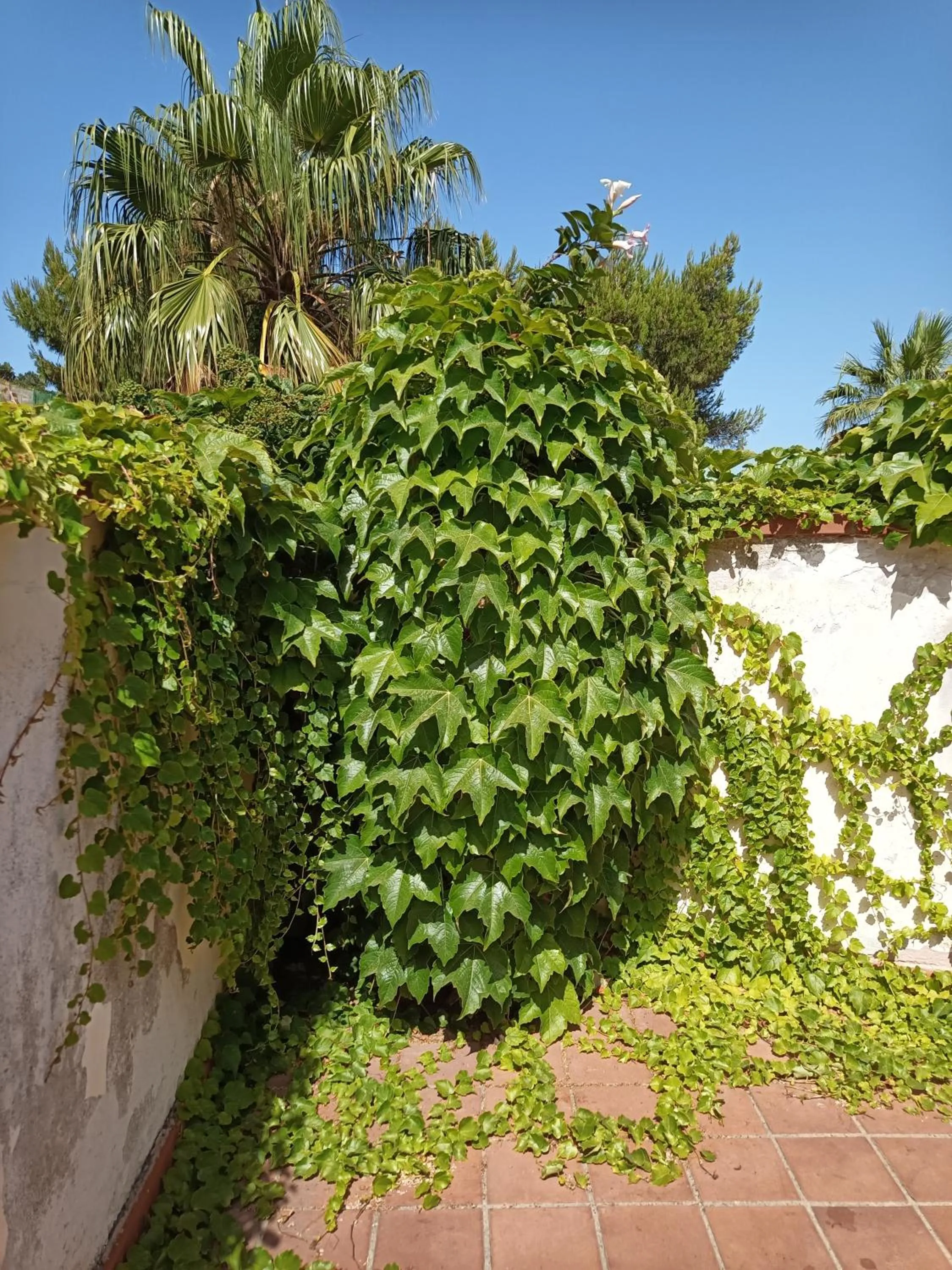 Garden in Villa Grande