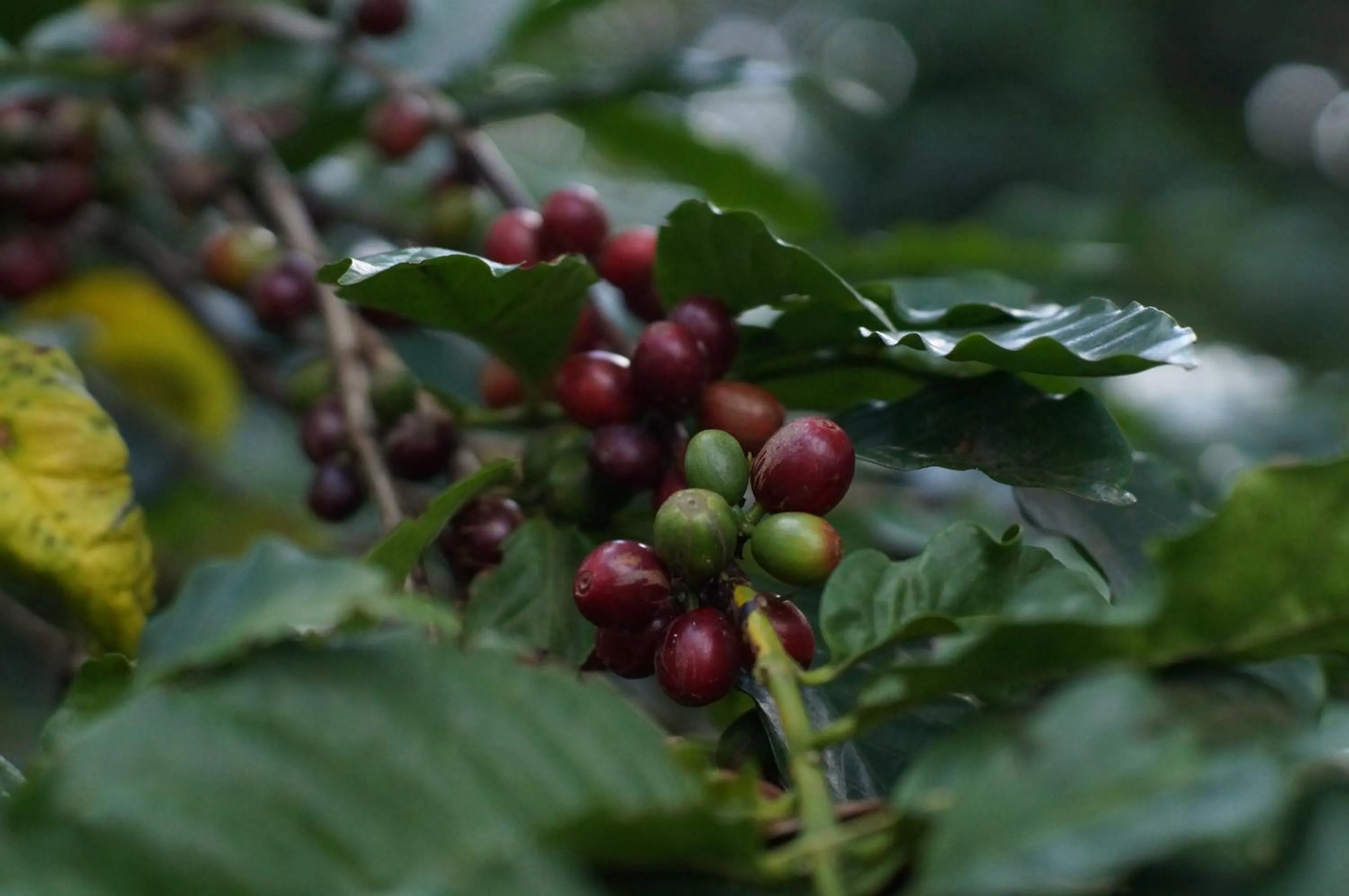 Arusha Villa Karamu Coffee Estate