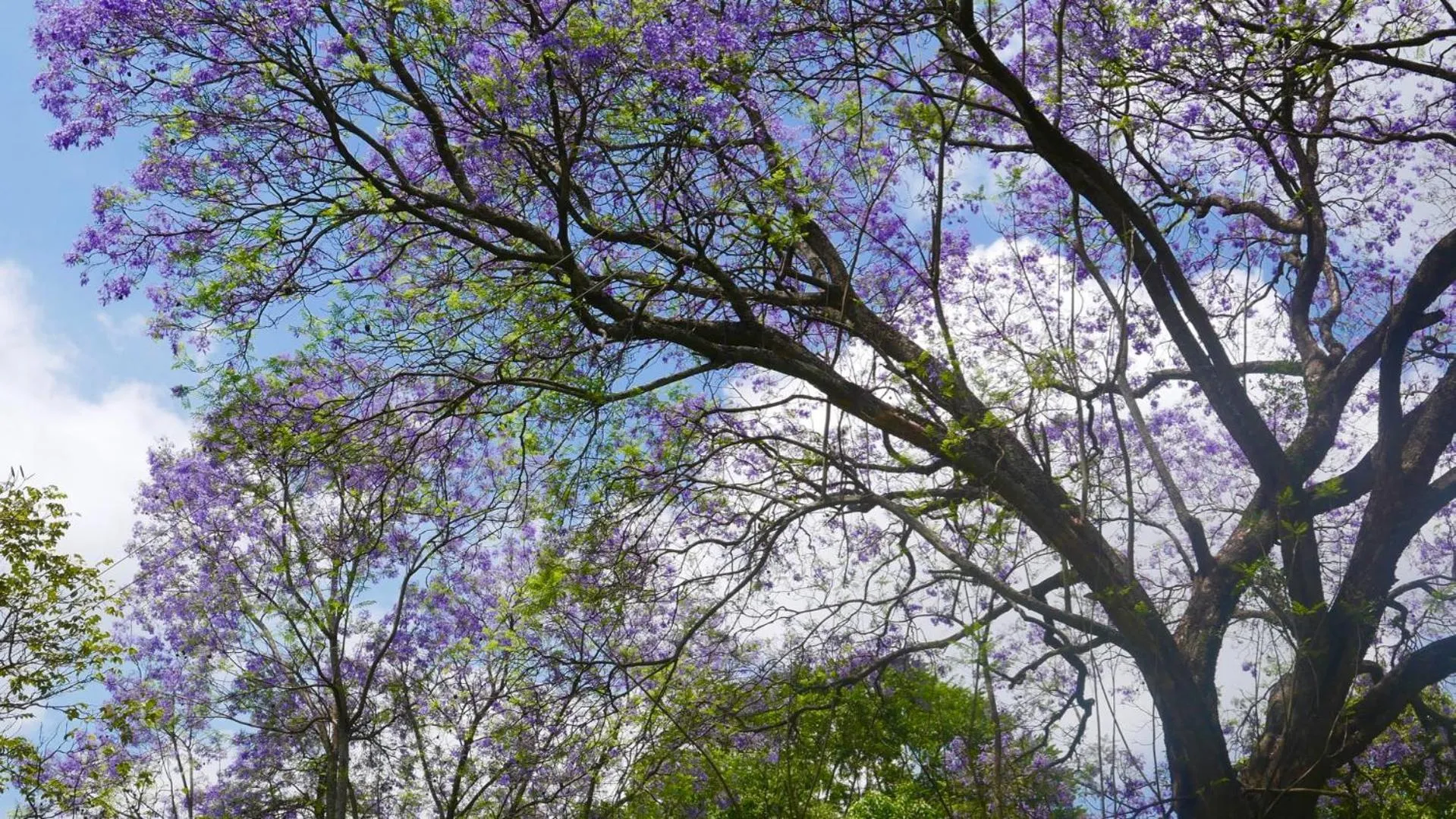 Garden in Arusha Villa Karamu Coffee Estate