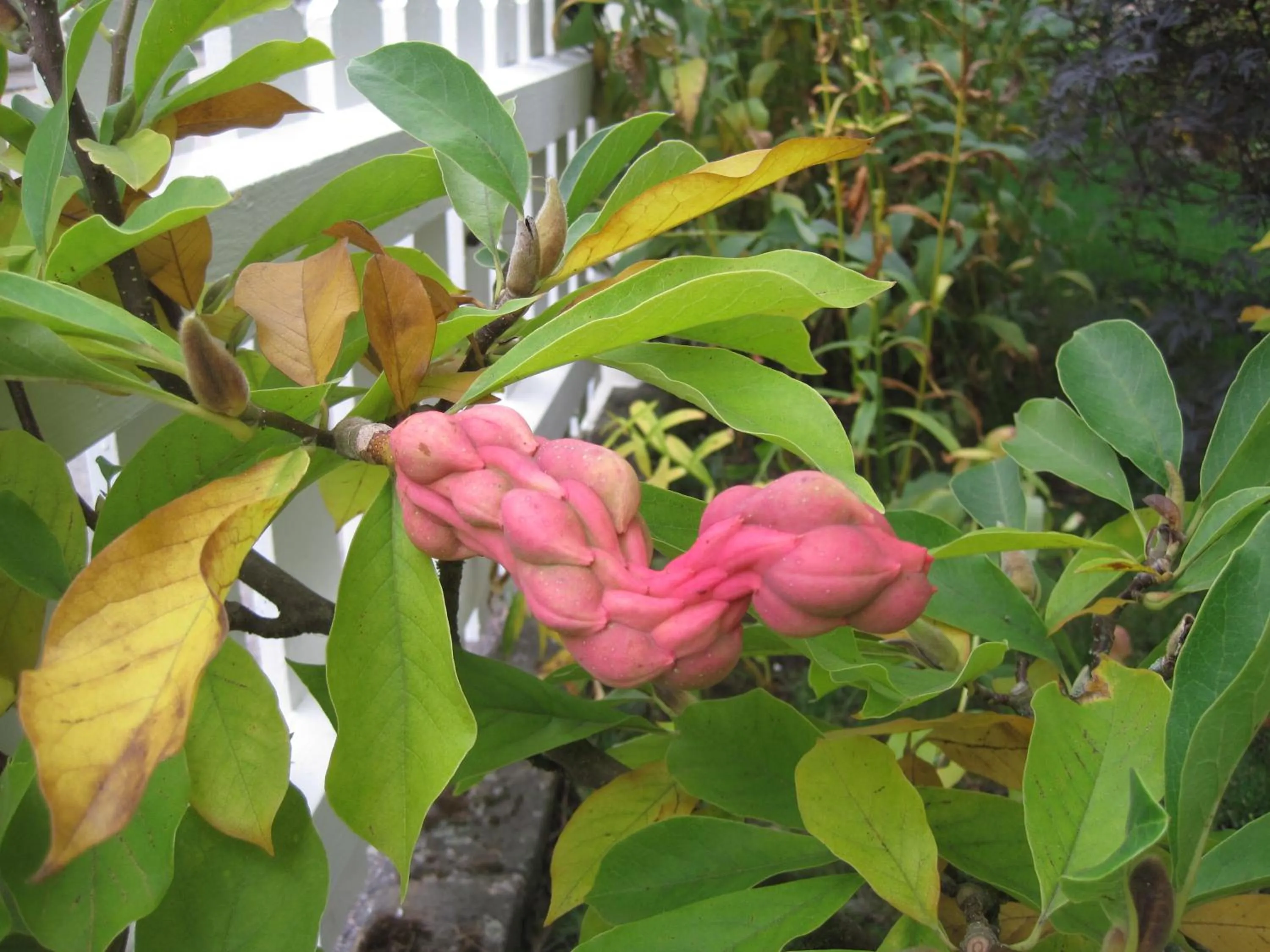 Garden in Nya Pallas Hotel