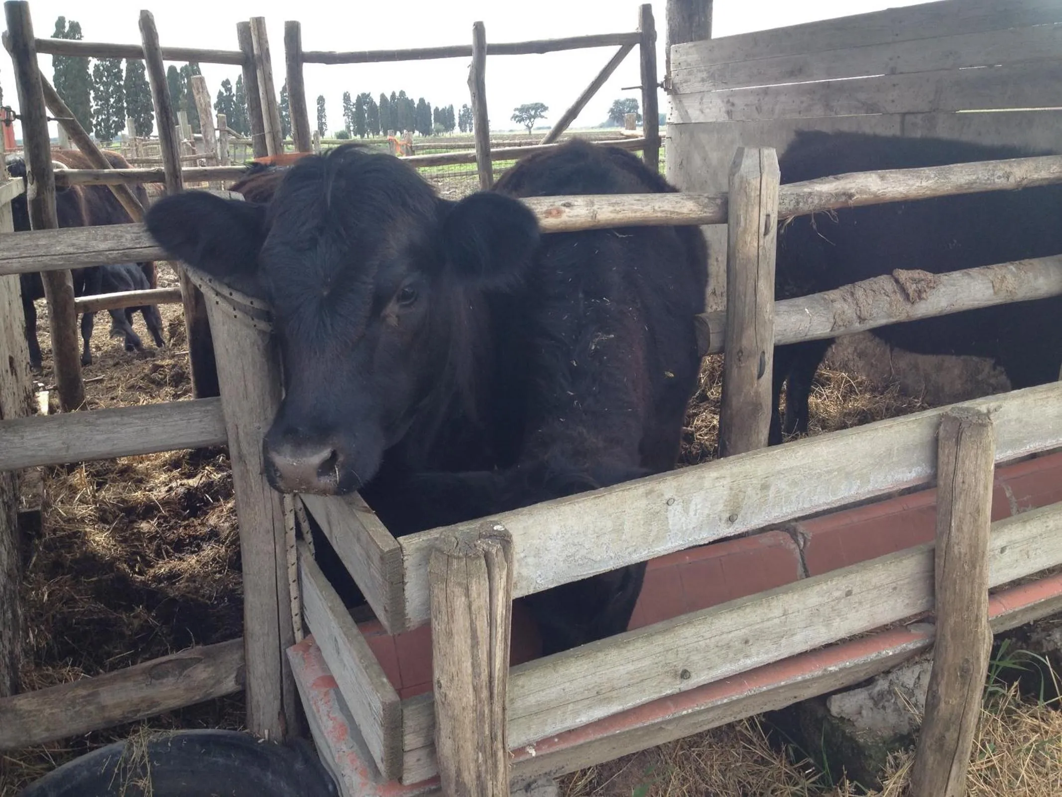 Pets in Podere Del Gesso