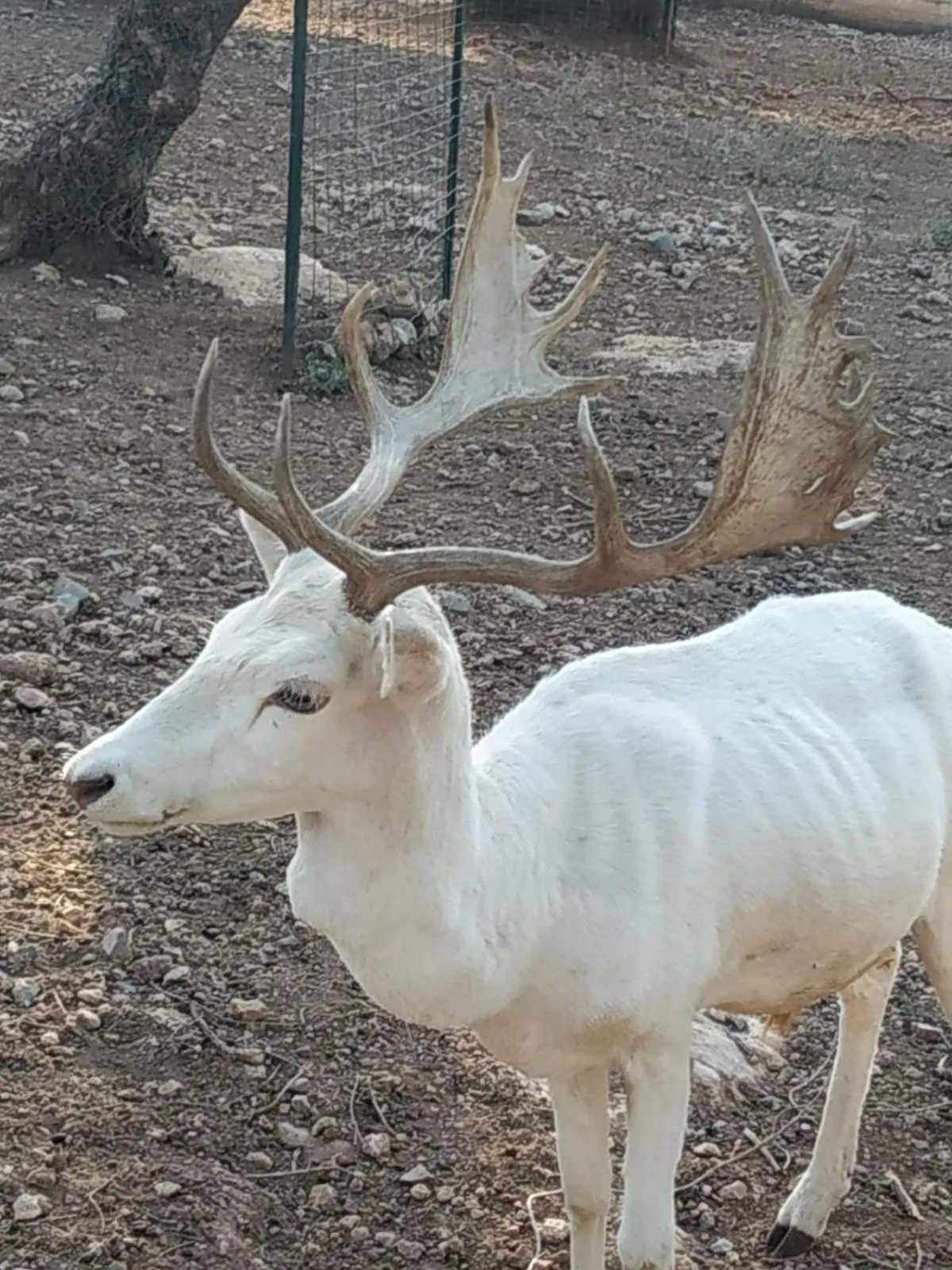 Animals in Anthidon Nature Estate & Farm