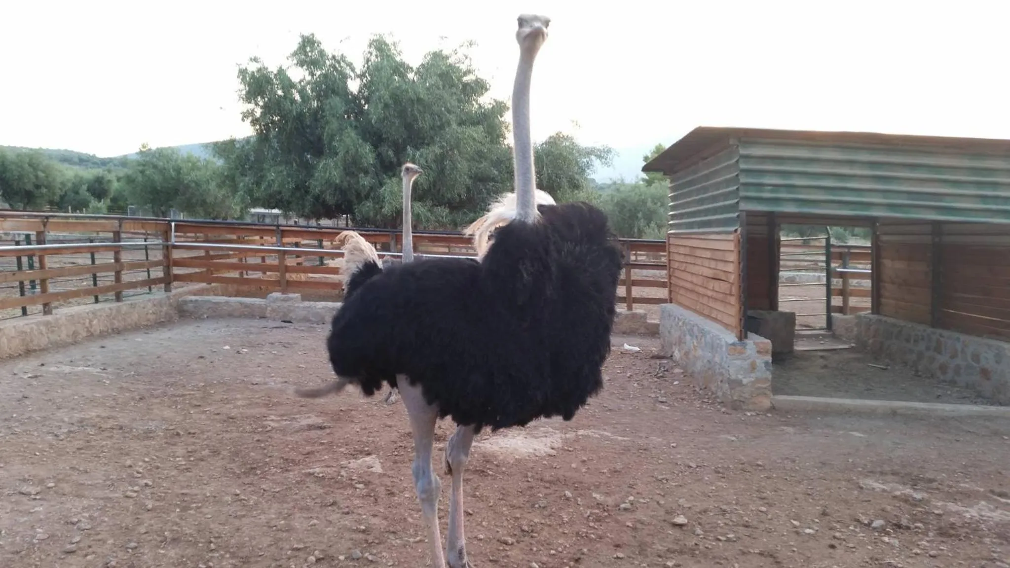 Animals in Anthidon Nature Estate & Farm