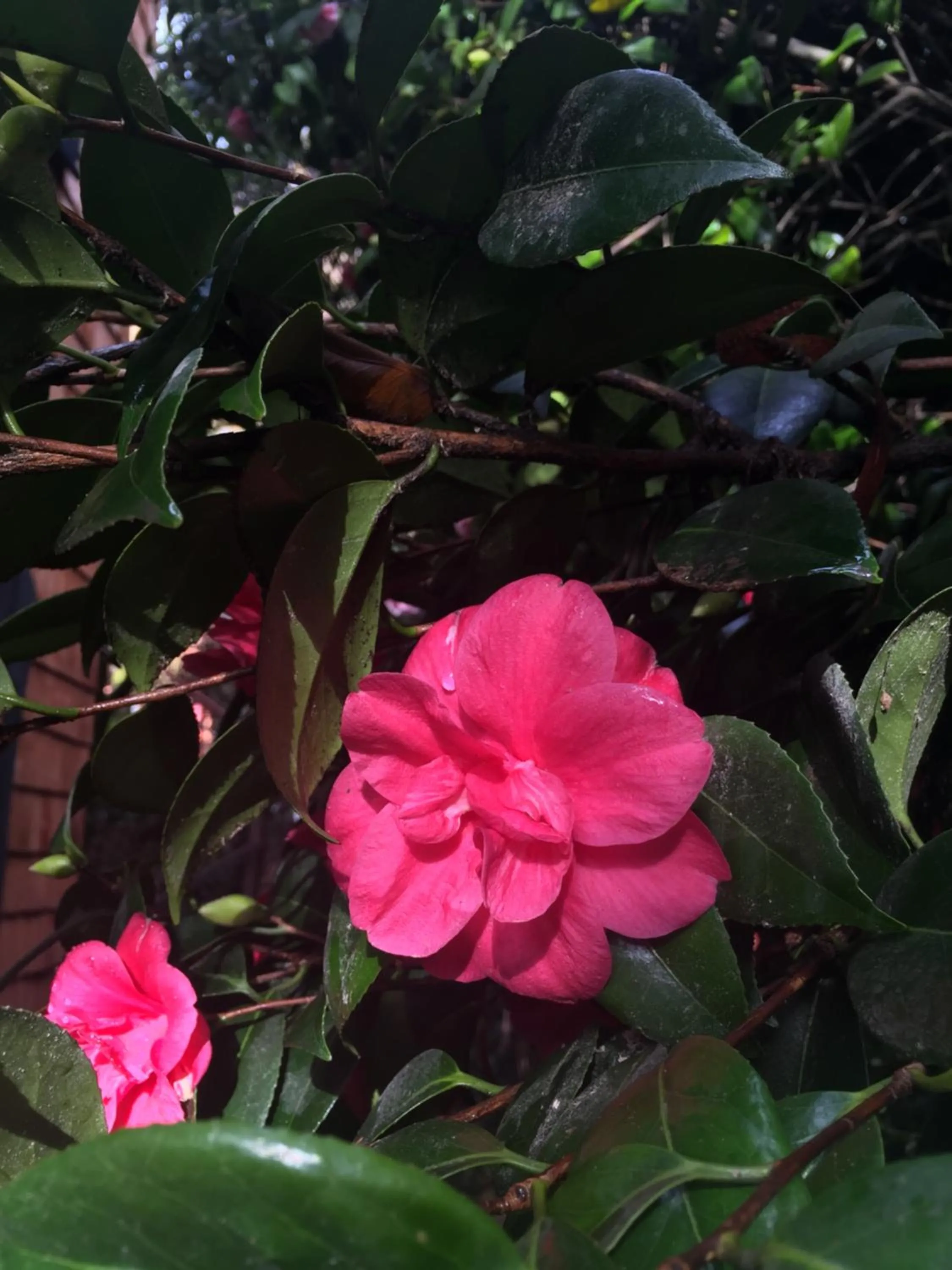 Garden in Almabosque Cabañas