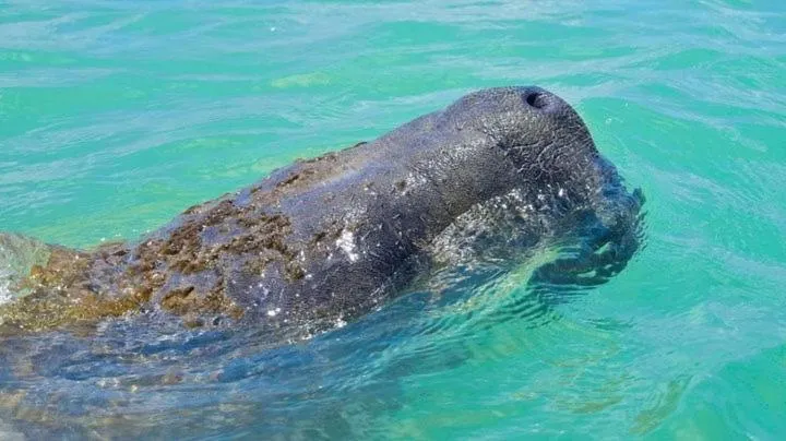 Pousada Villa Marceneiro Beach