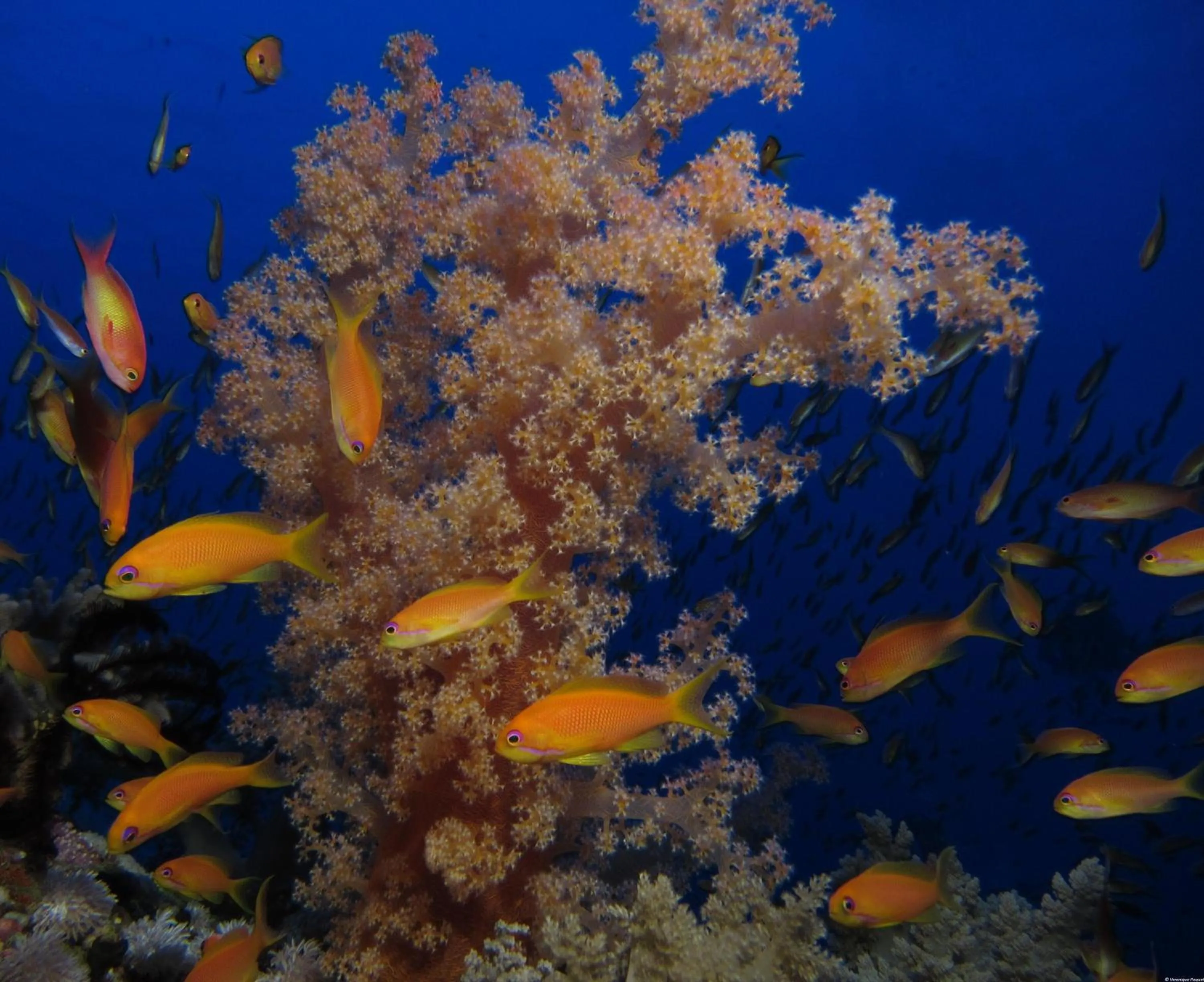 Activities in Mosaique Hotel El Gouna