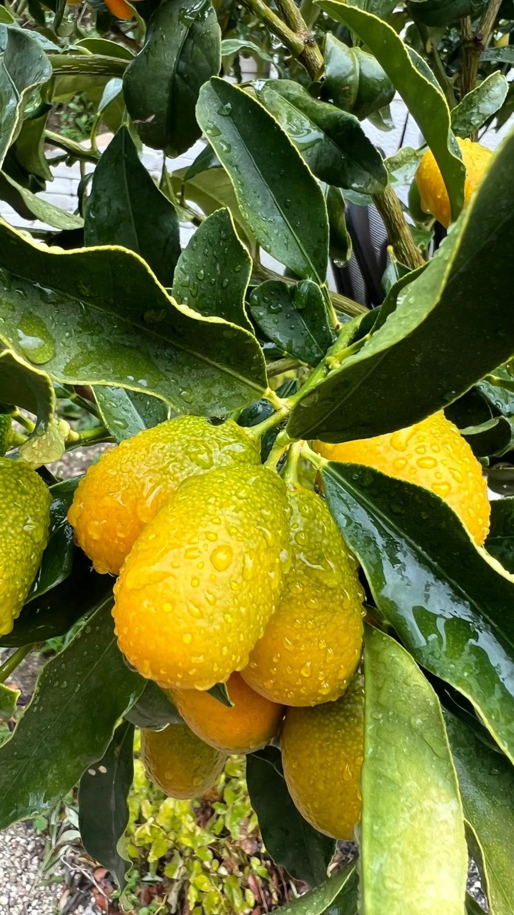 Vila Rahmi & Veli Dervishaj