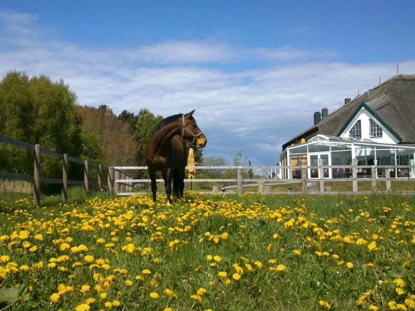 Property building in Friesenhof Hotel-Restaurant-Reitanlage