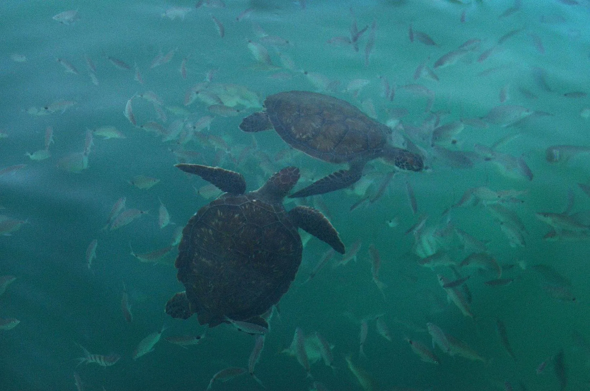 Activities in Asalem