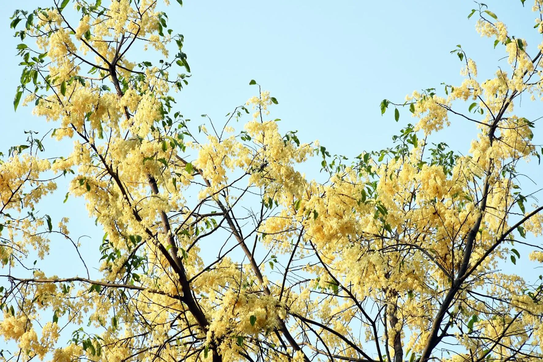 Garden in Sugar Hut Resort & Restaurant