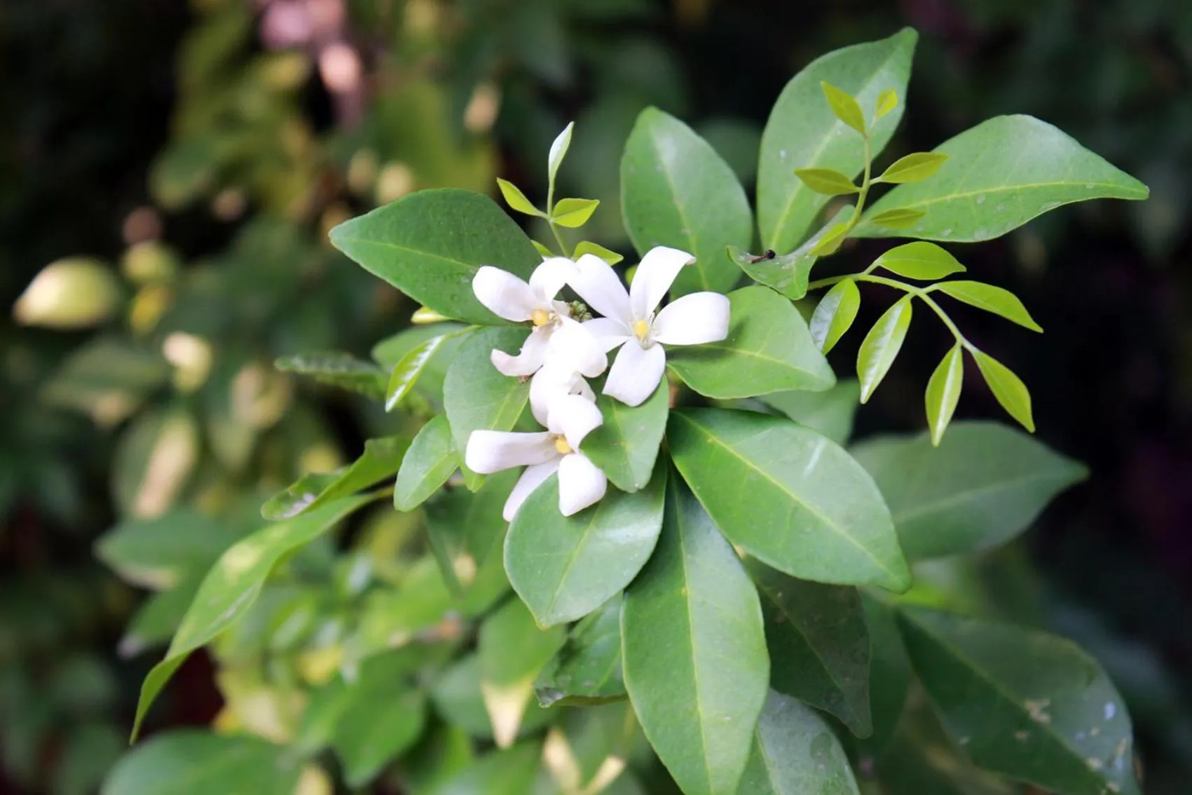 Garden in Sugar Hut Resort & Restaurant