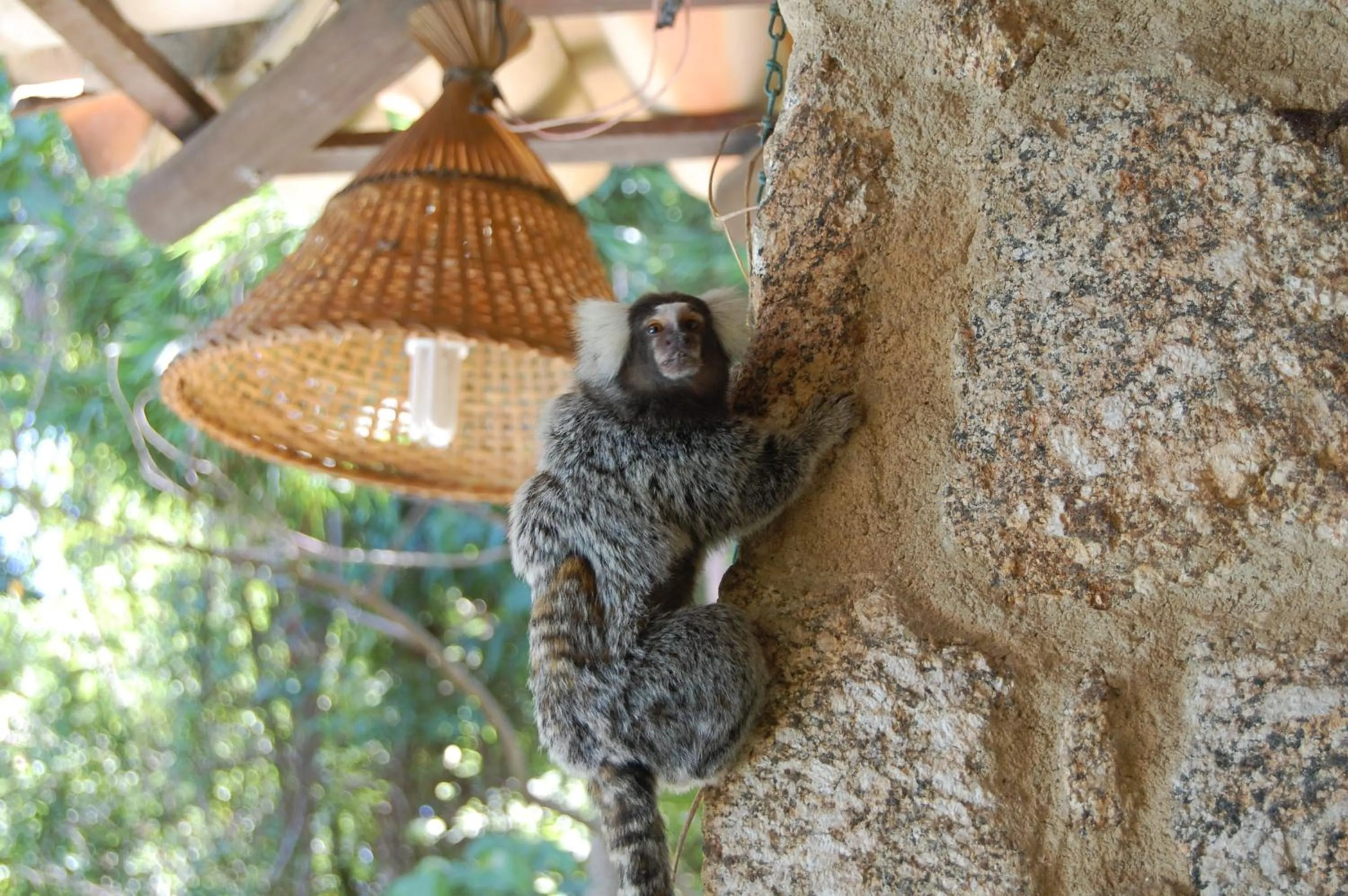 Pets in Pousada Águas de Parati