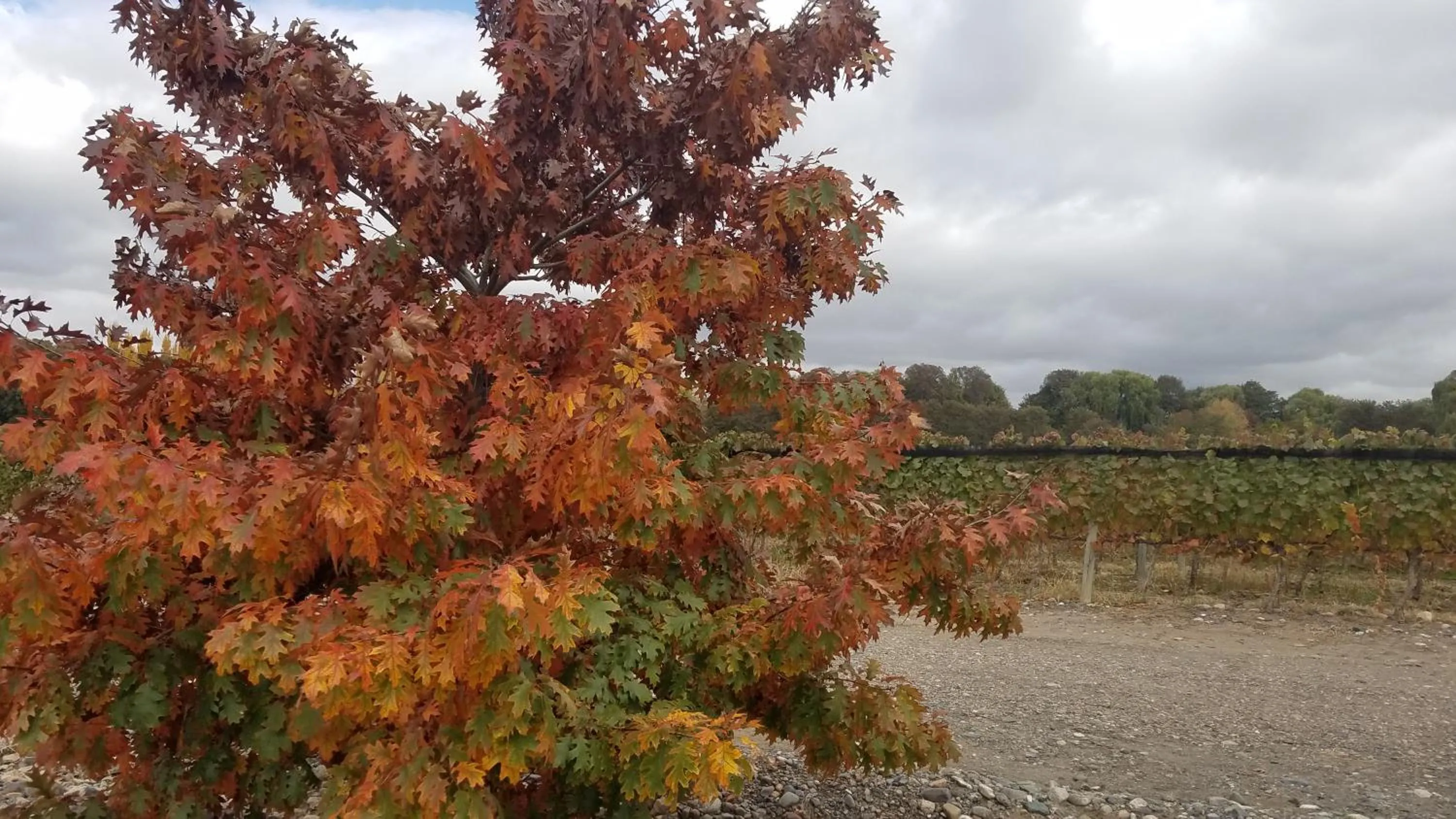 Autumn in Cabaña del Alto Tupungato