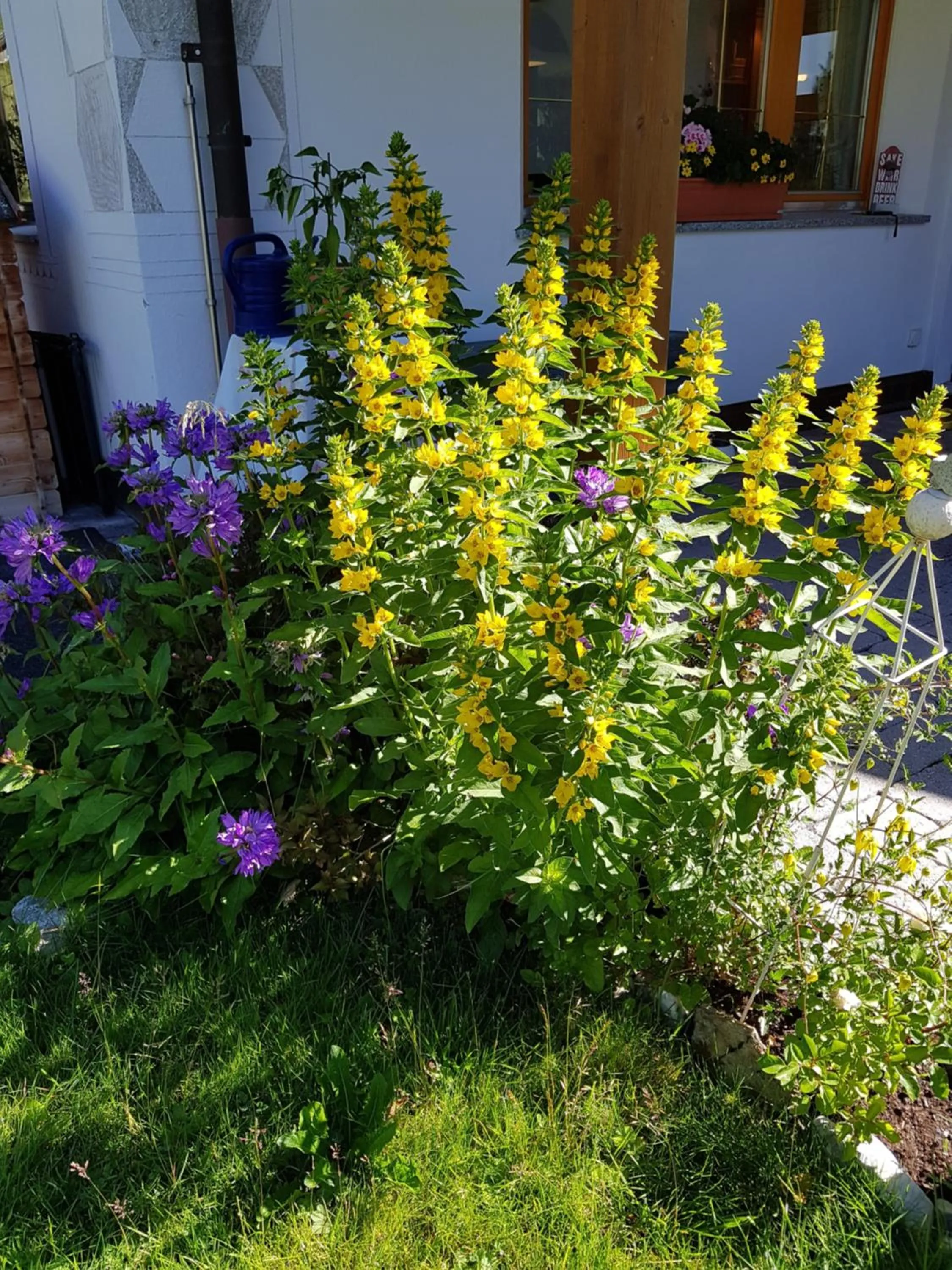 Garden in Apart-Garni Motnaida