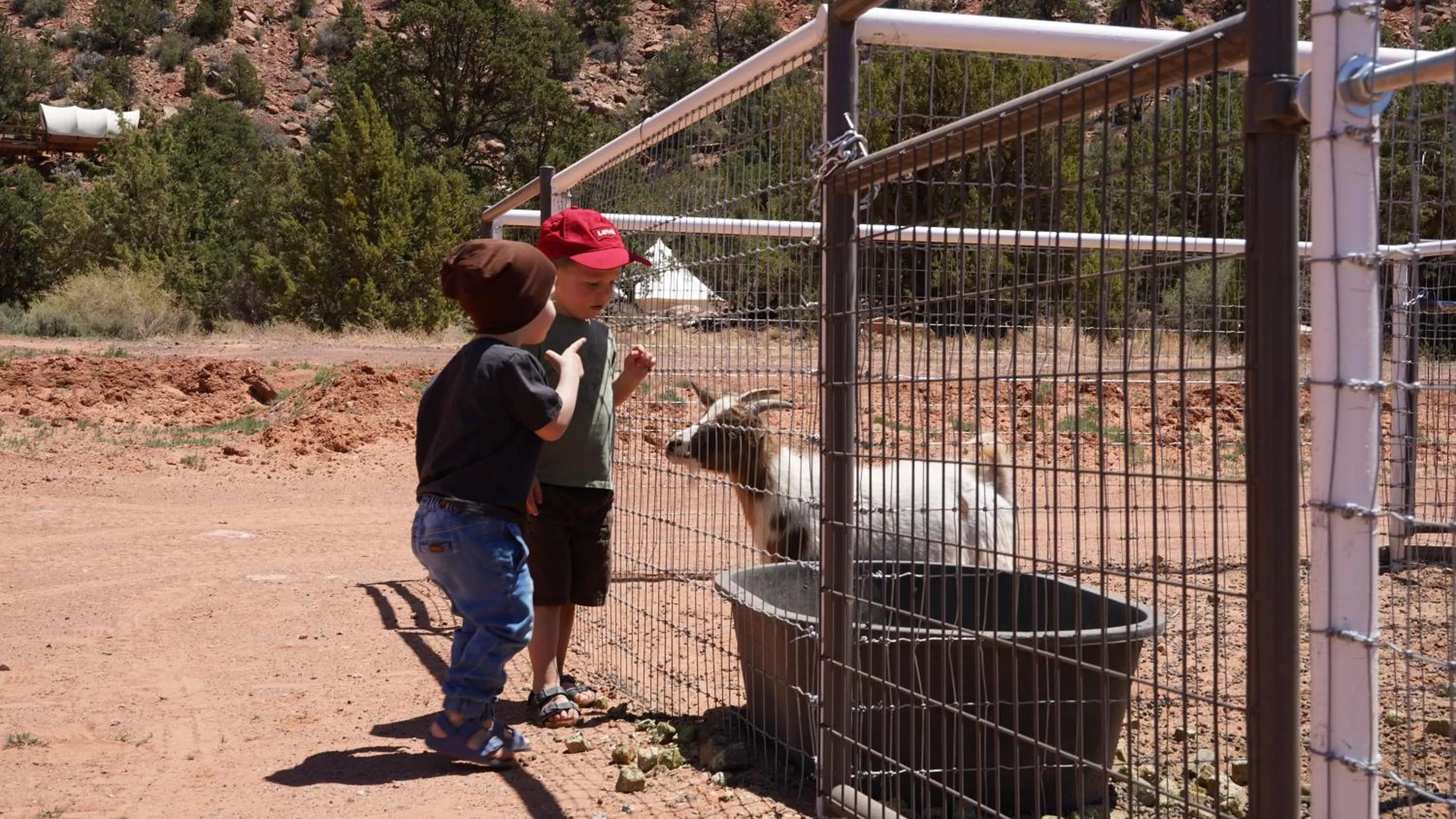 Animals in Zion View Camping