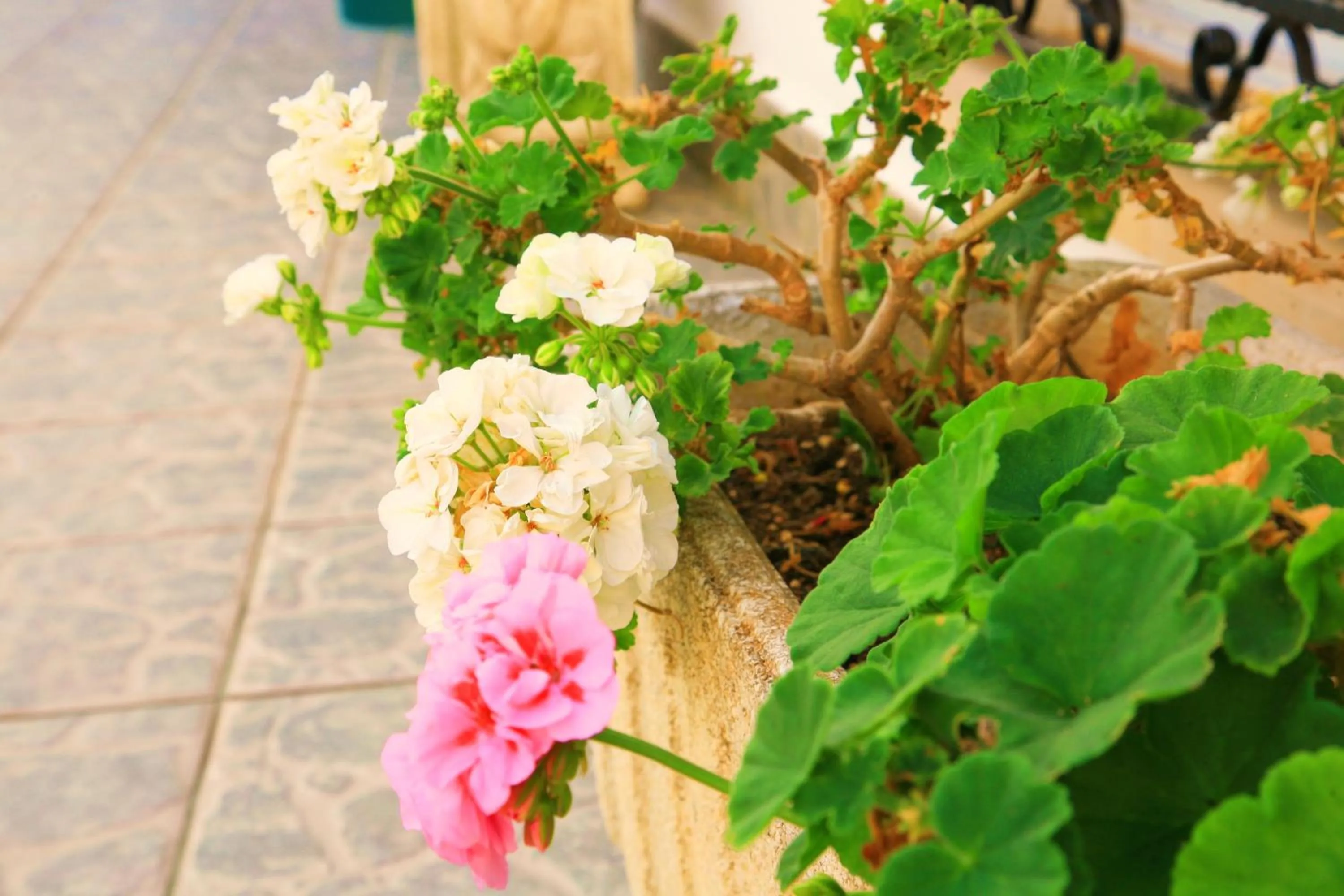 Decorative detail in Villa Columbus Rooms and Restaurant