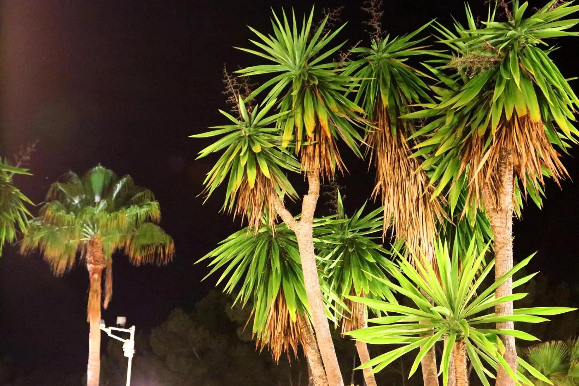 Garden in Villa Columbus Rooms and Restaurant