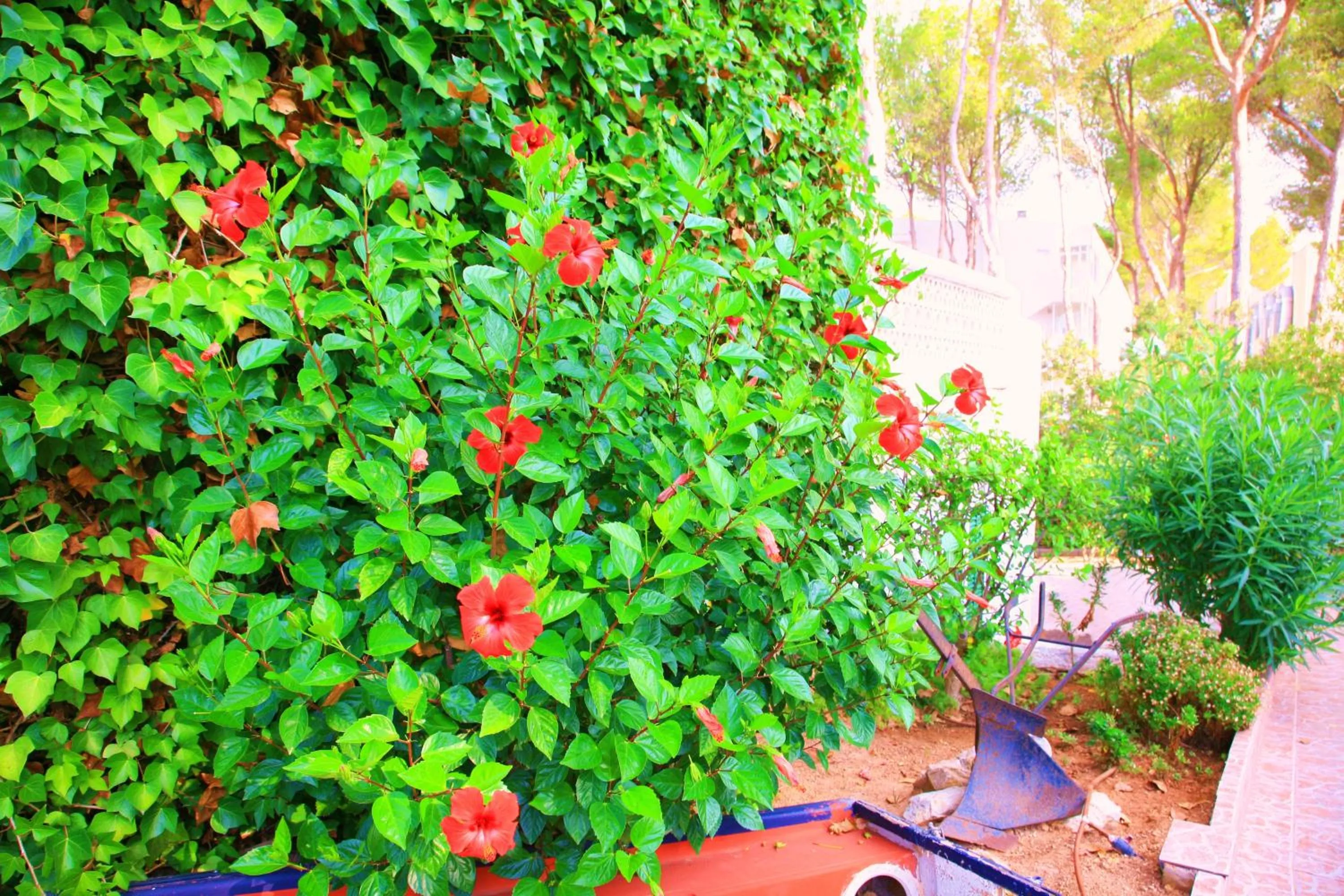 Garden in Villa Columbus Rooms and Restaurant