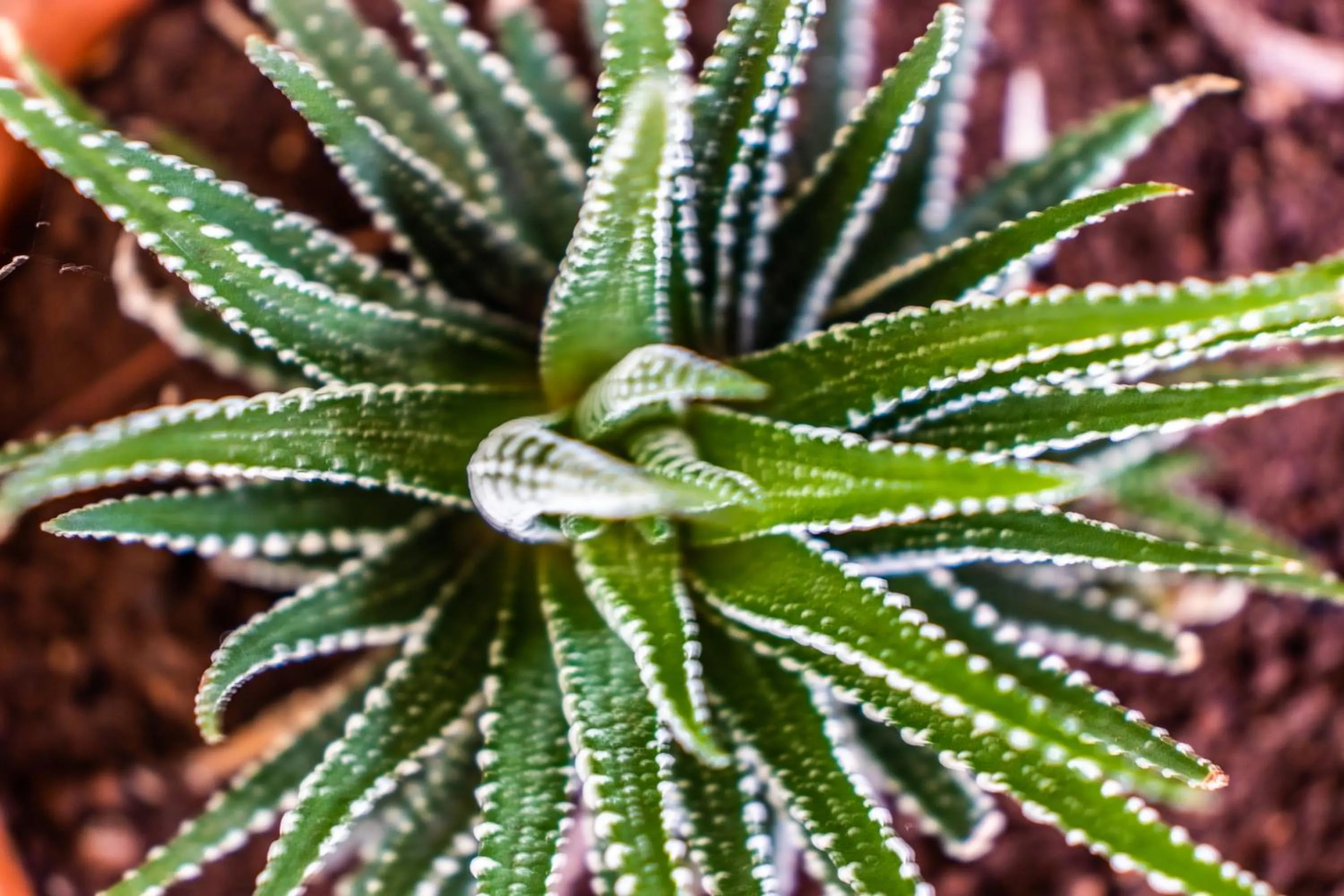 Decorative detail in Casaejido
