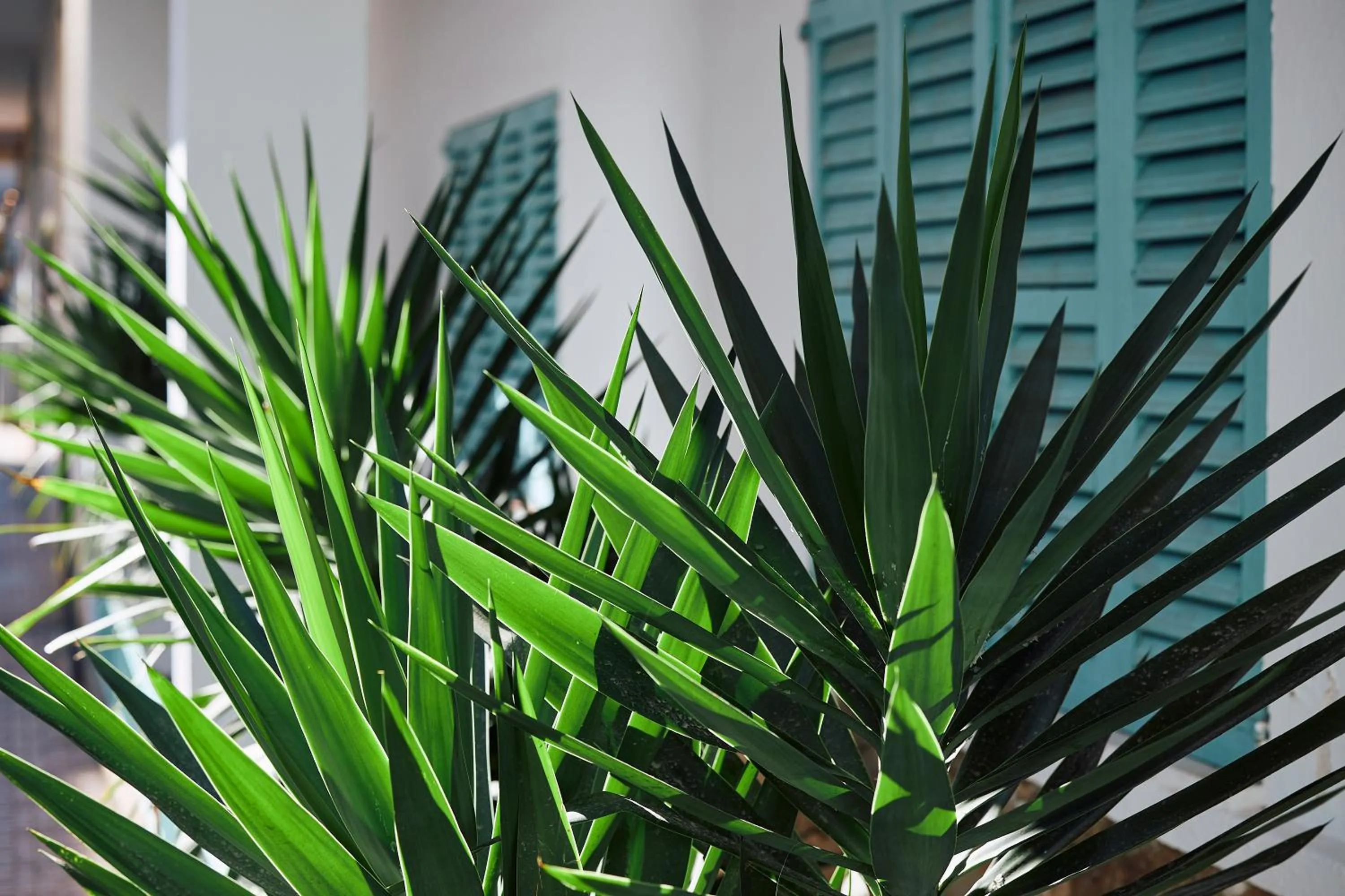 Day in Hostal Sunset Ibiza