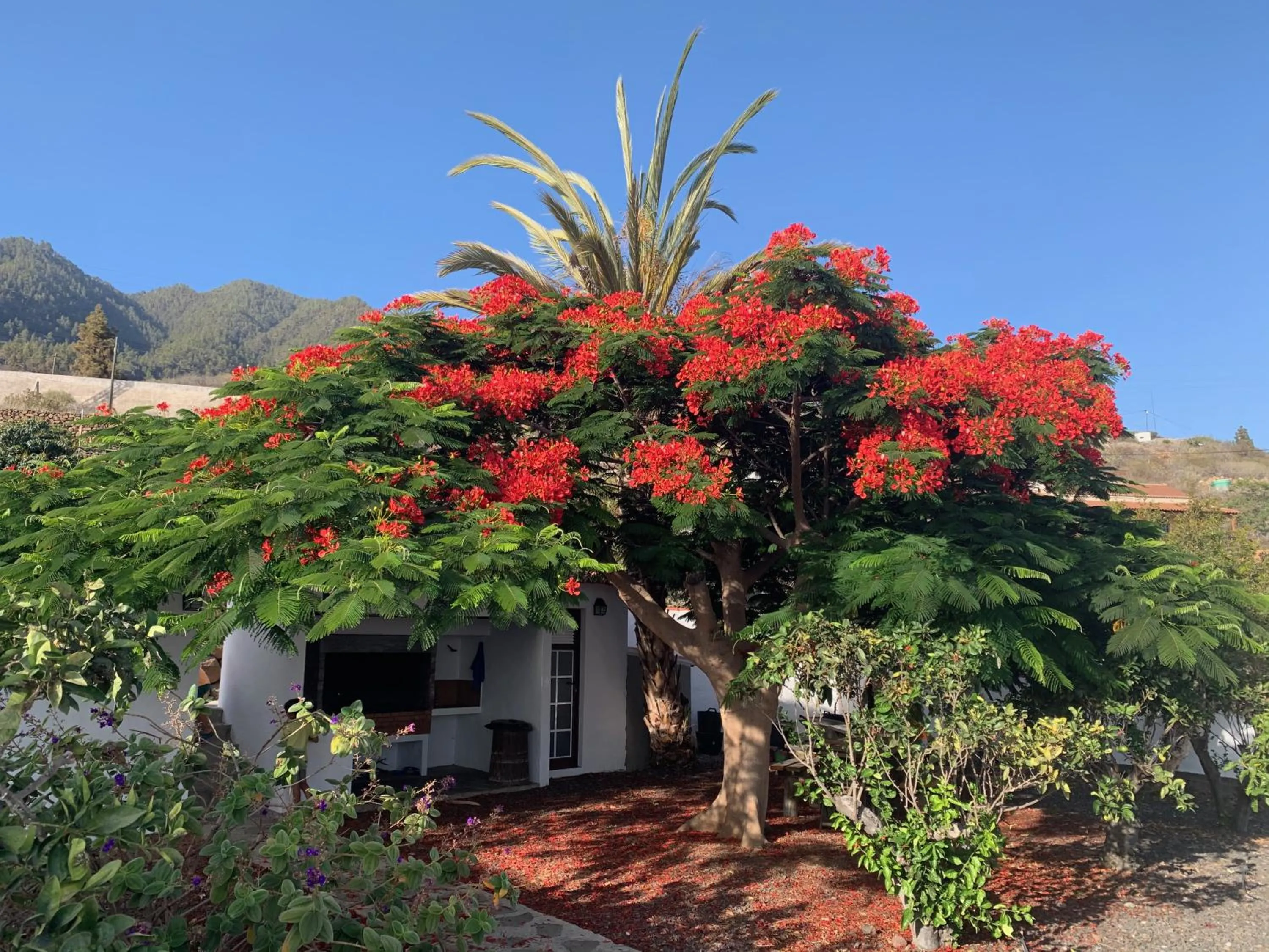 Garden in Casitas Rosheli
