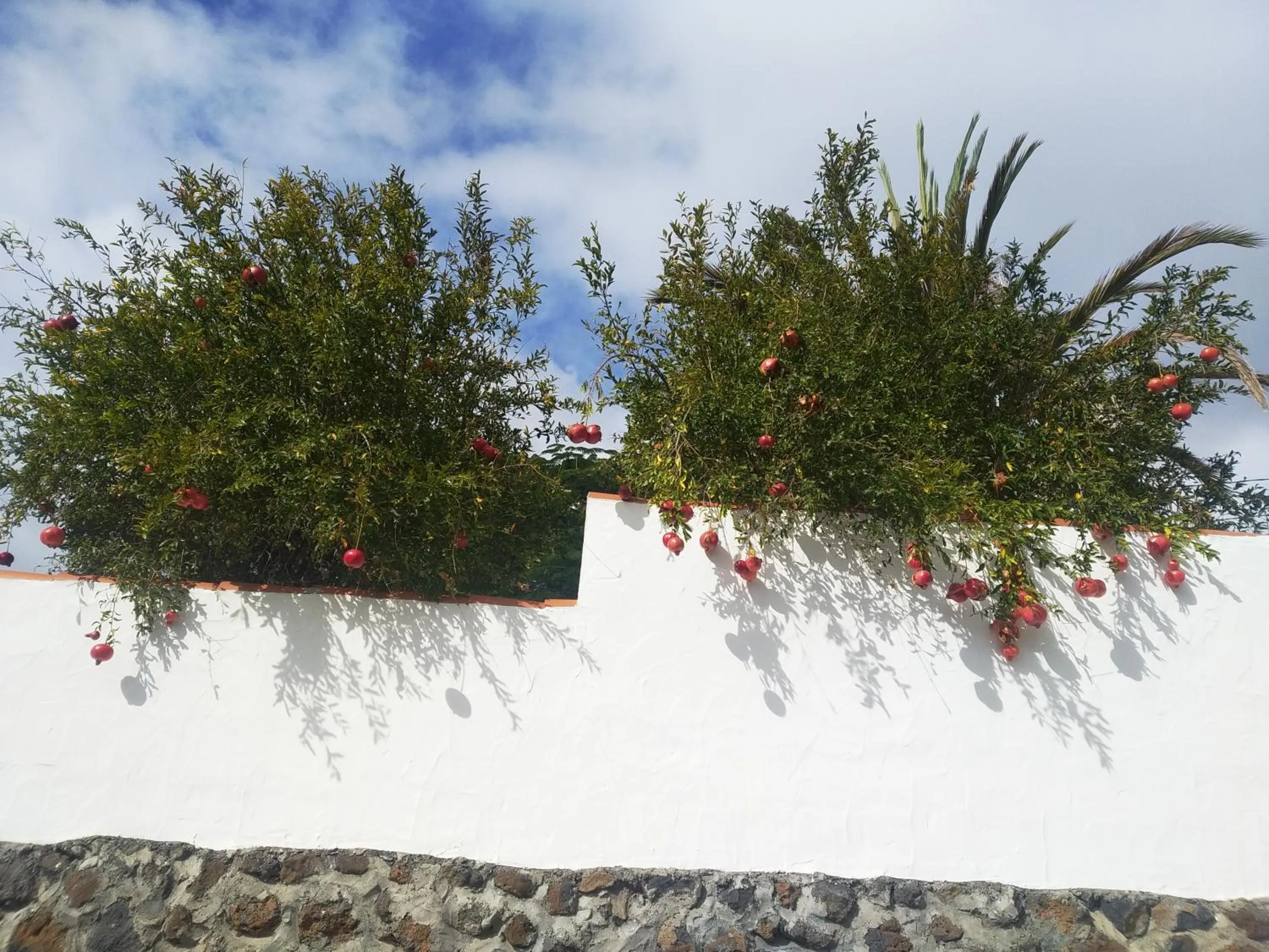 Garden in Casitas Rosheli