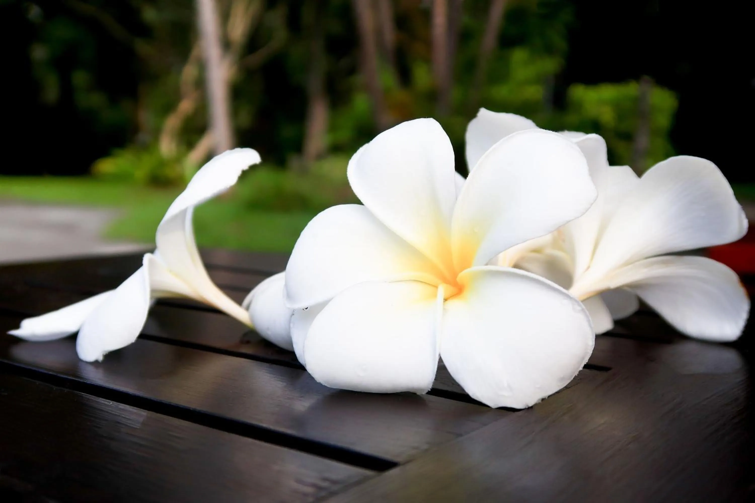 Garden in Deevana Patong Resort & Spa