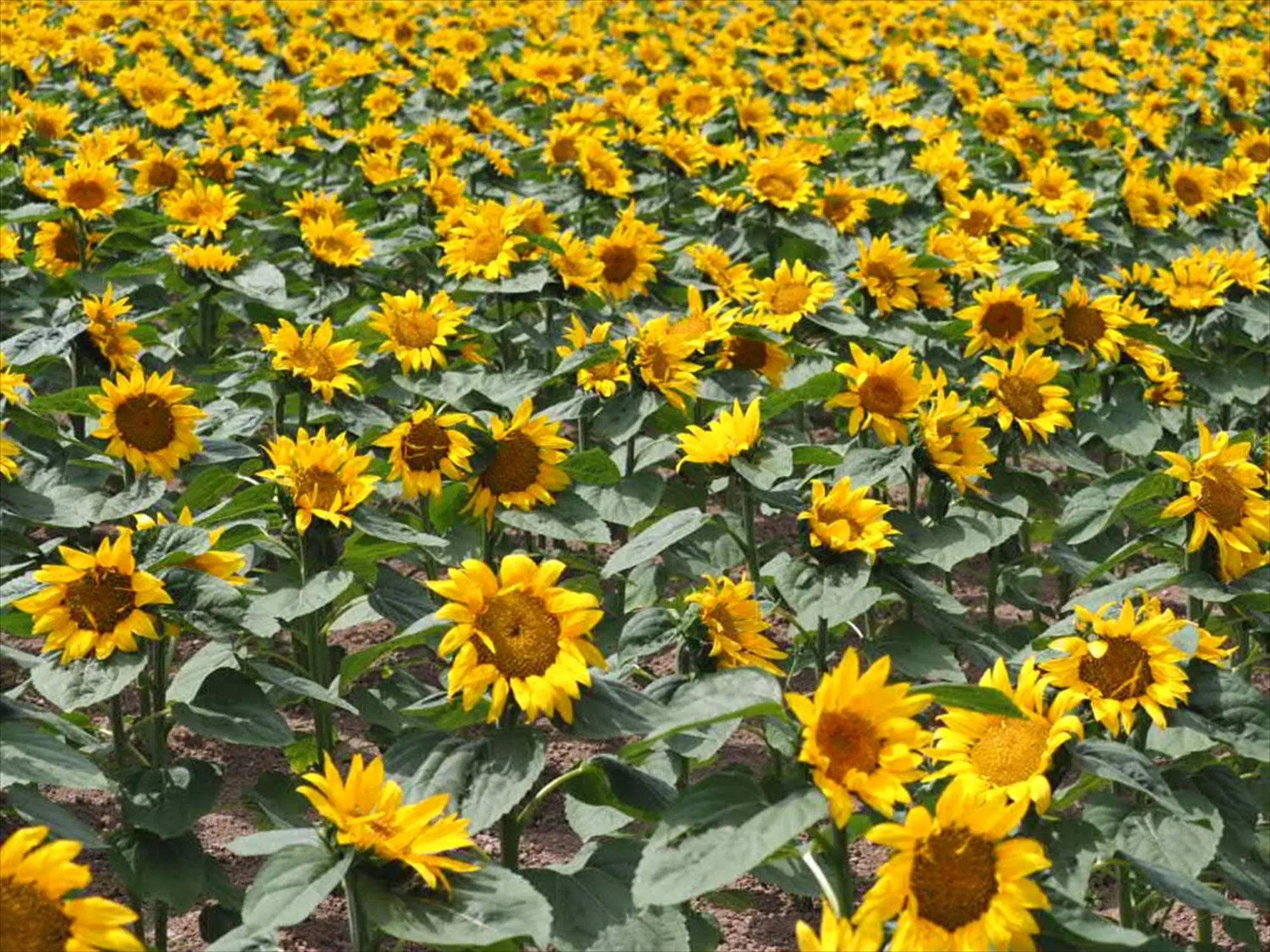 Summer in Jadan House